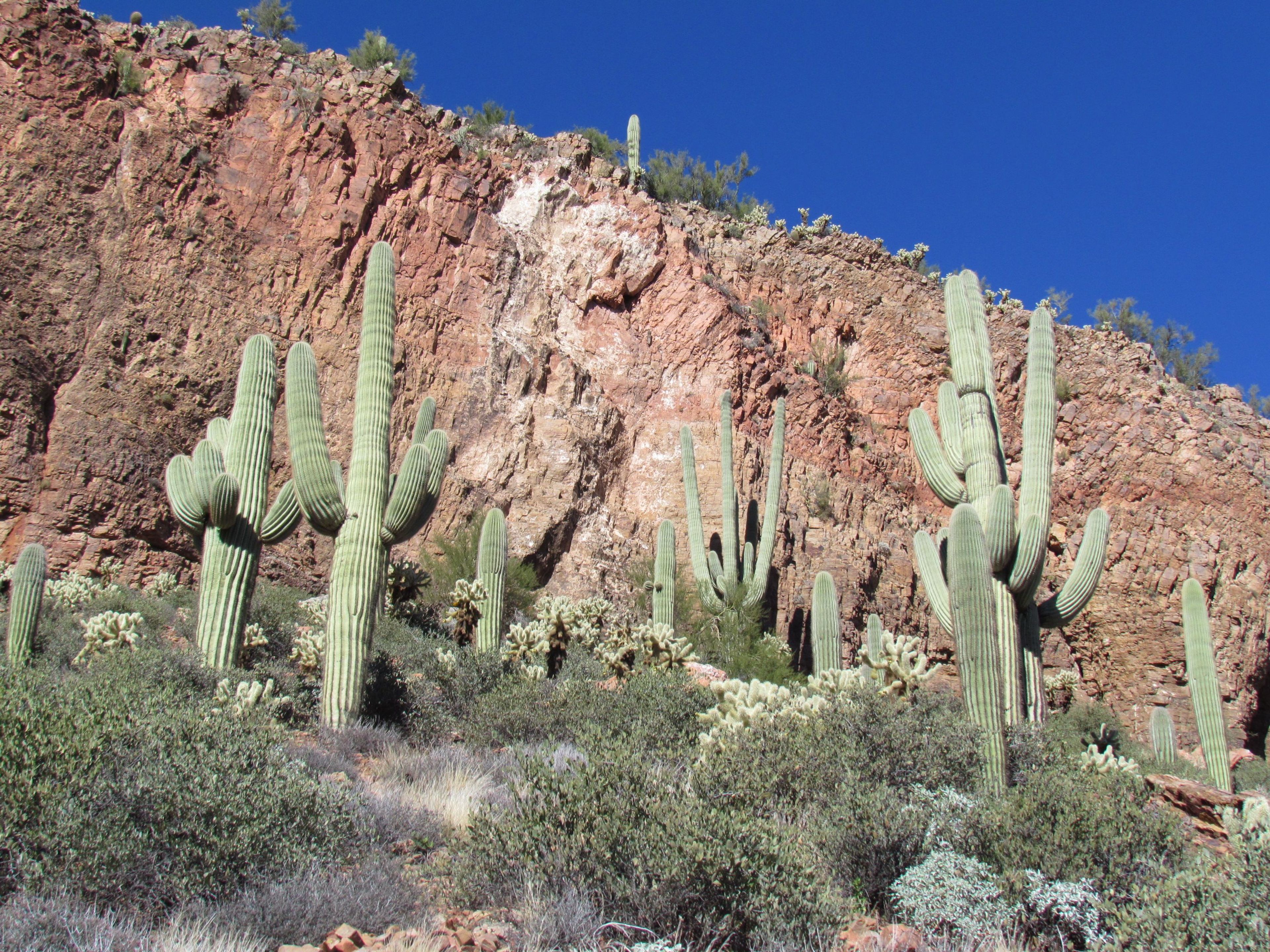 Hillside with Saguaro Cactus near the Lower Cliff Dwelling