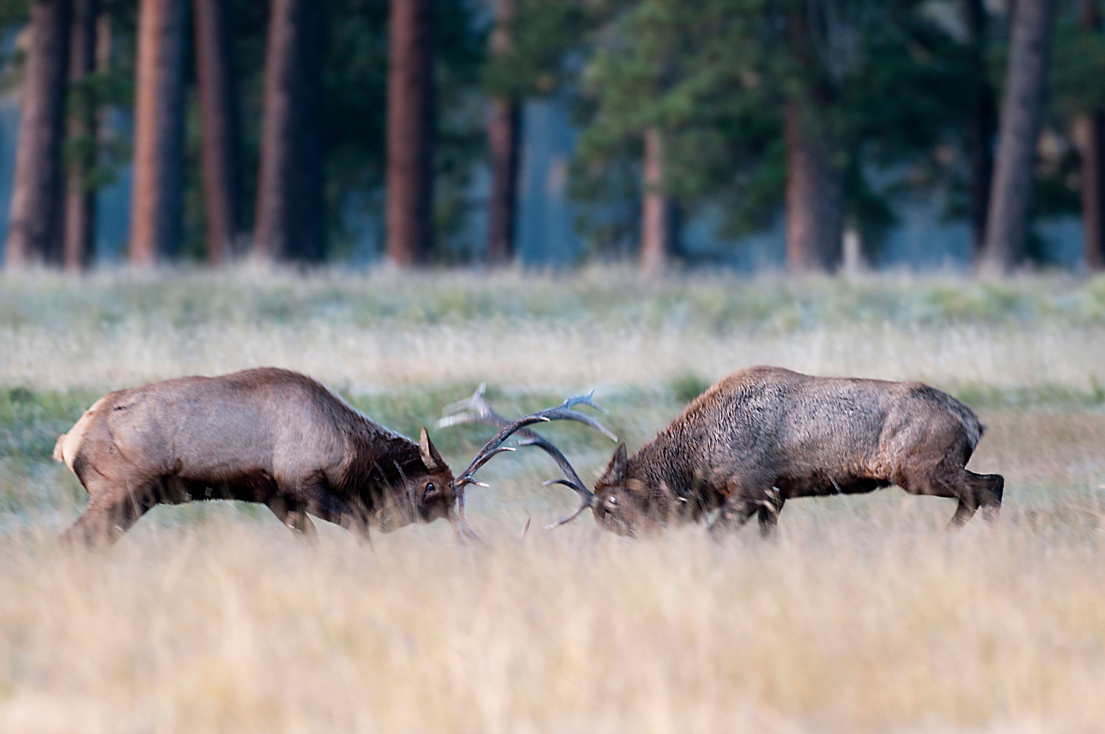 The fall elk rut is a big attraction for visitors to see bull elk sparing and to hear the bulls bugle.