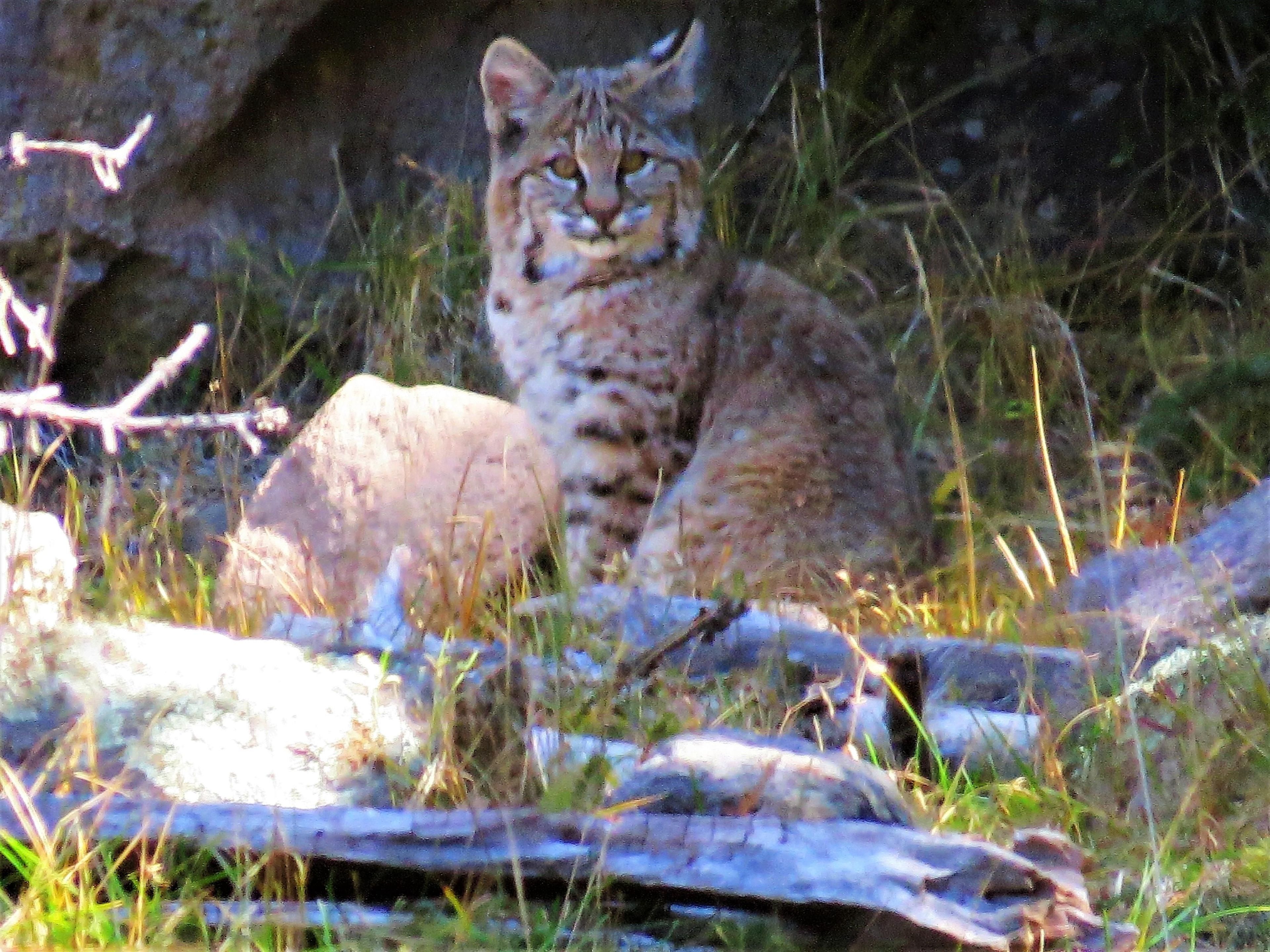 Bobcats, eagles, elk, and black bears call the Valles Caldera home.