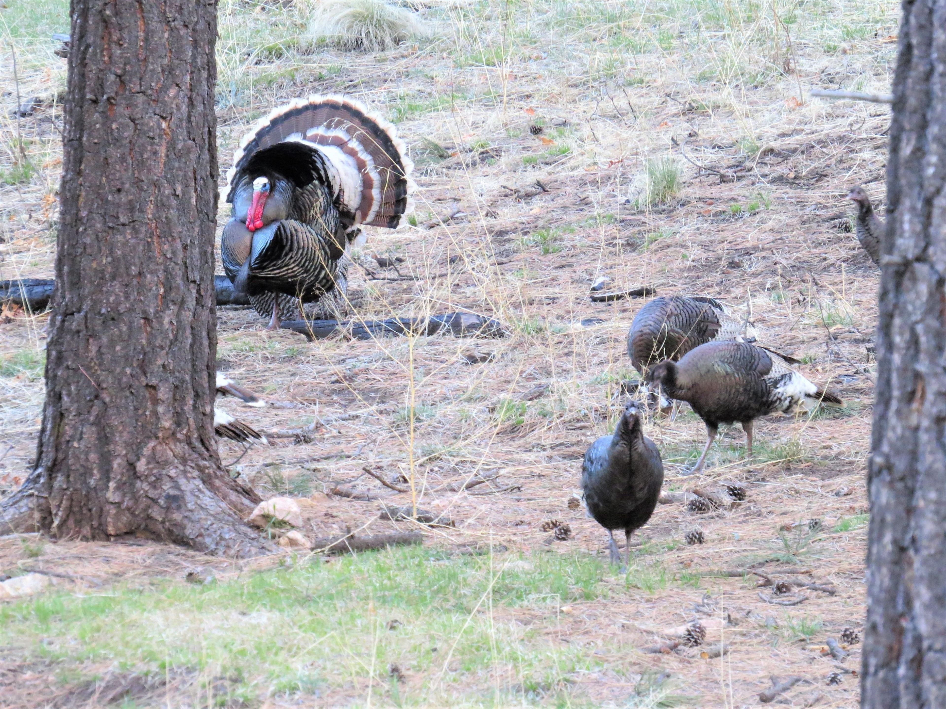 Birding in the Preserve can be very rewarding!