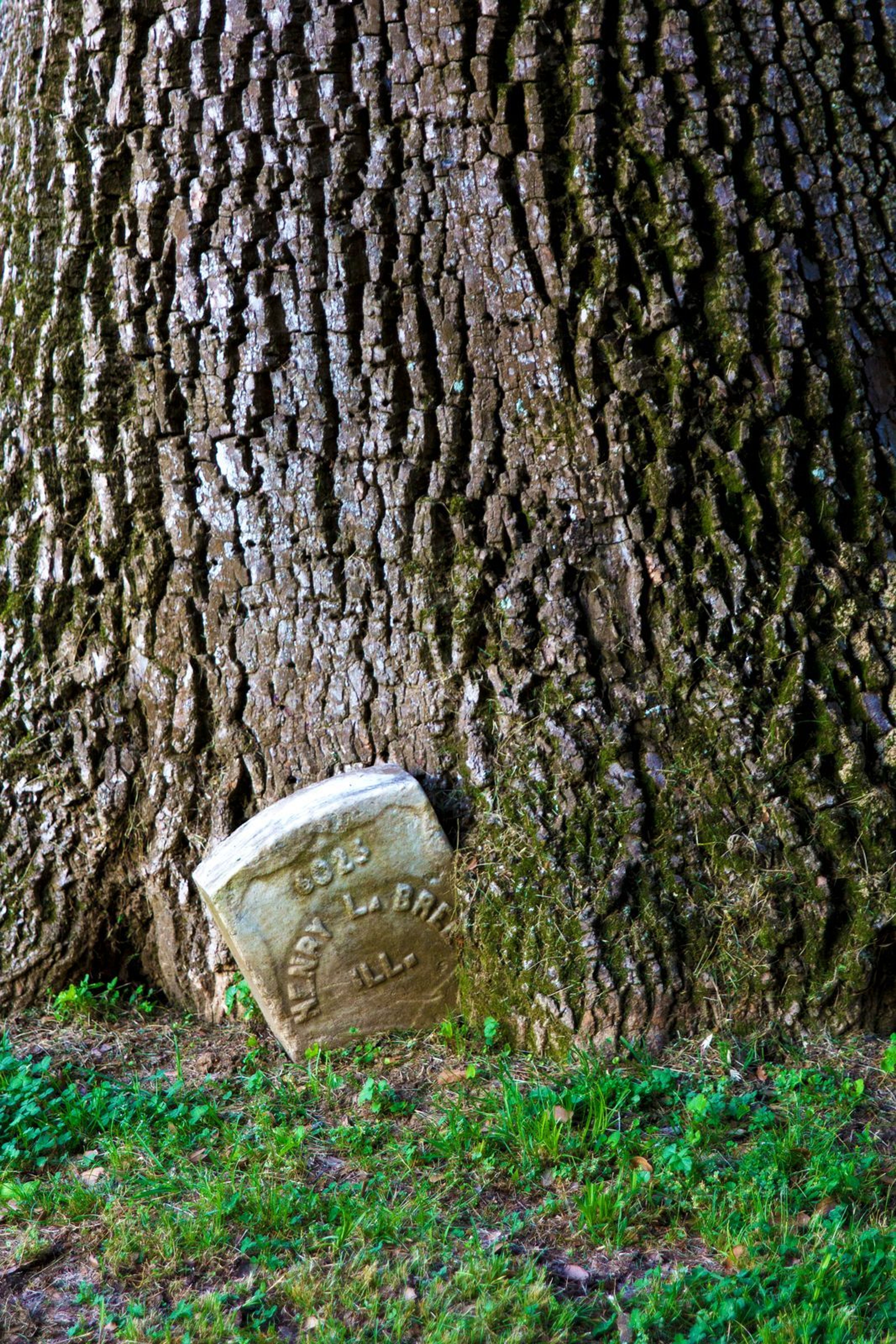 A headstone in the Vicksburg National Cemetery rest beside a tree.