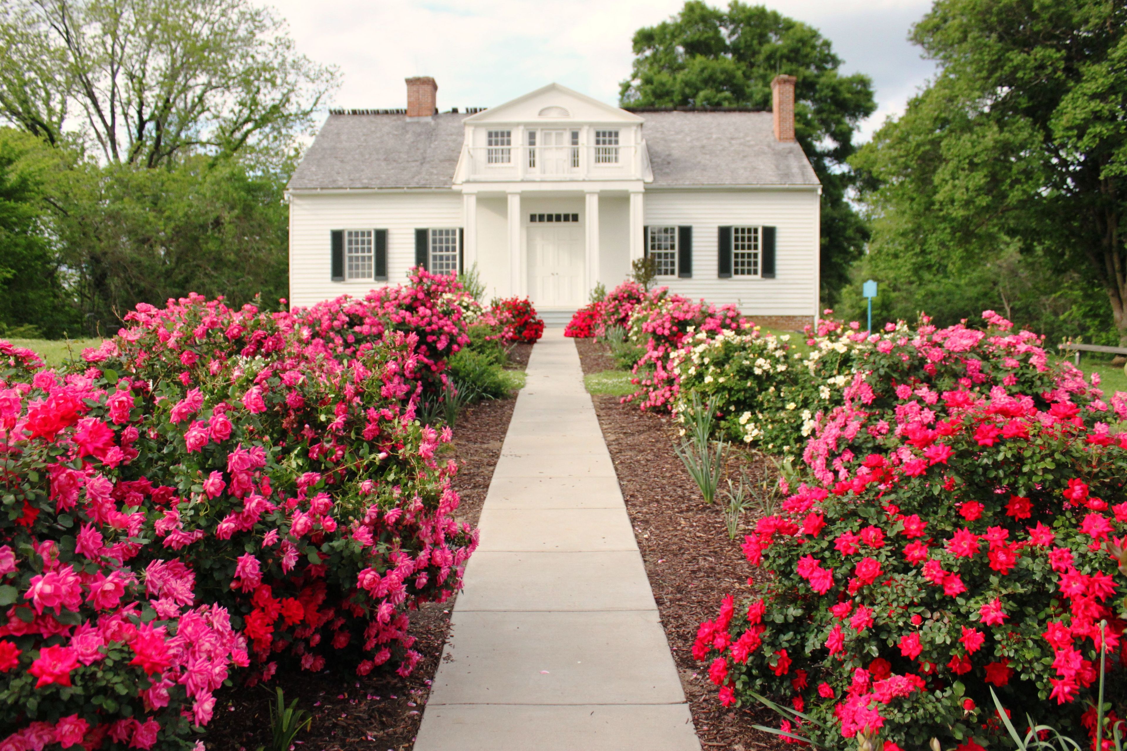 Roses in bloom in front of the Shirley House, the only remaining Civil War structure in the park.