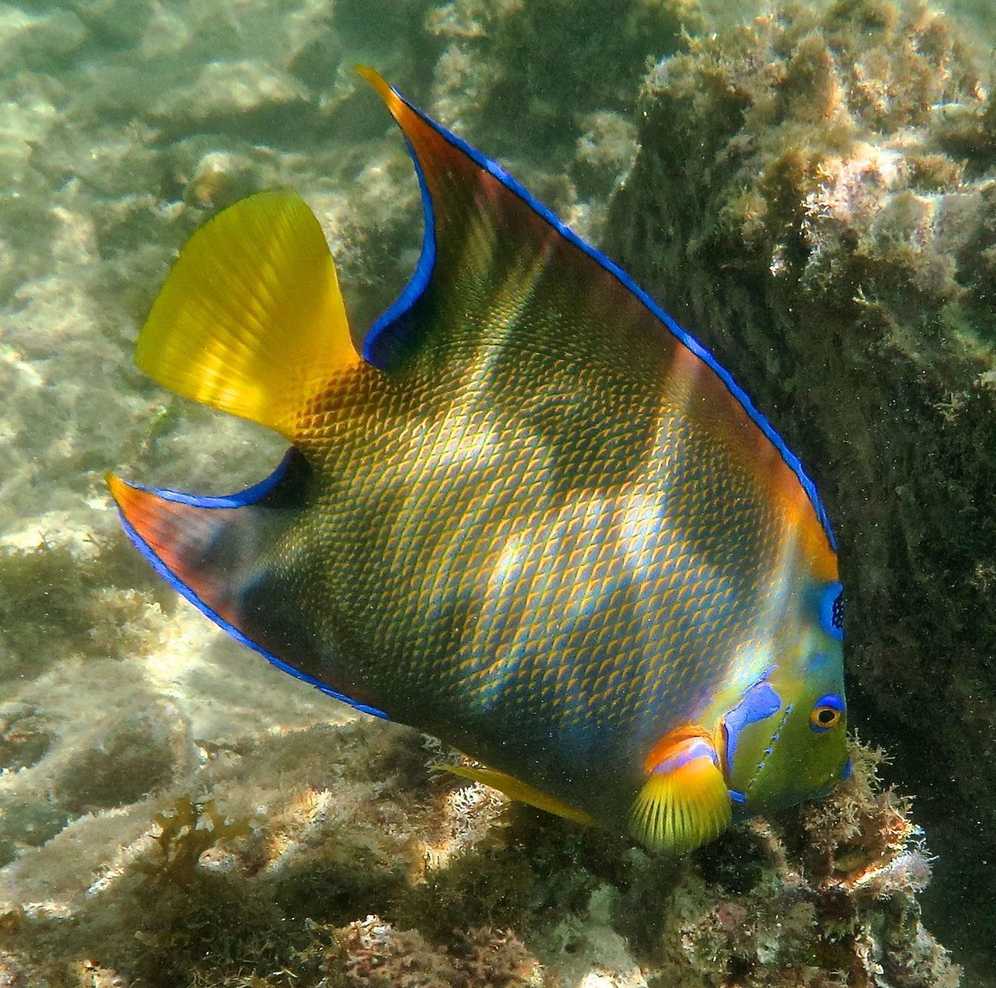 A Beautiful Queen Angel Fish