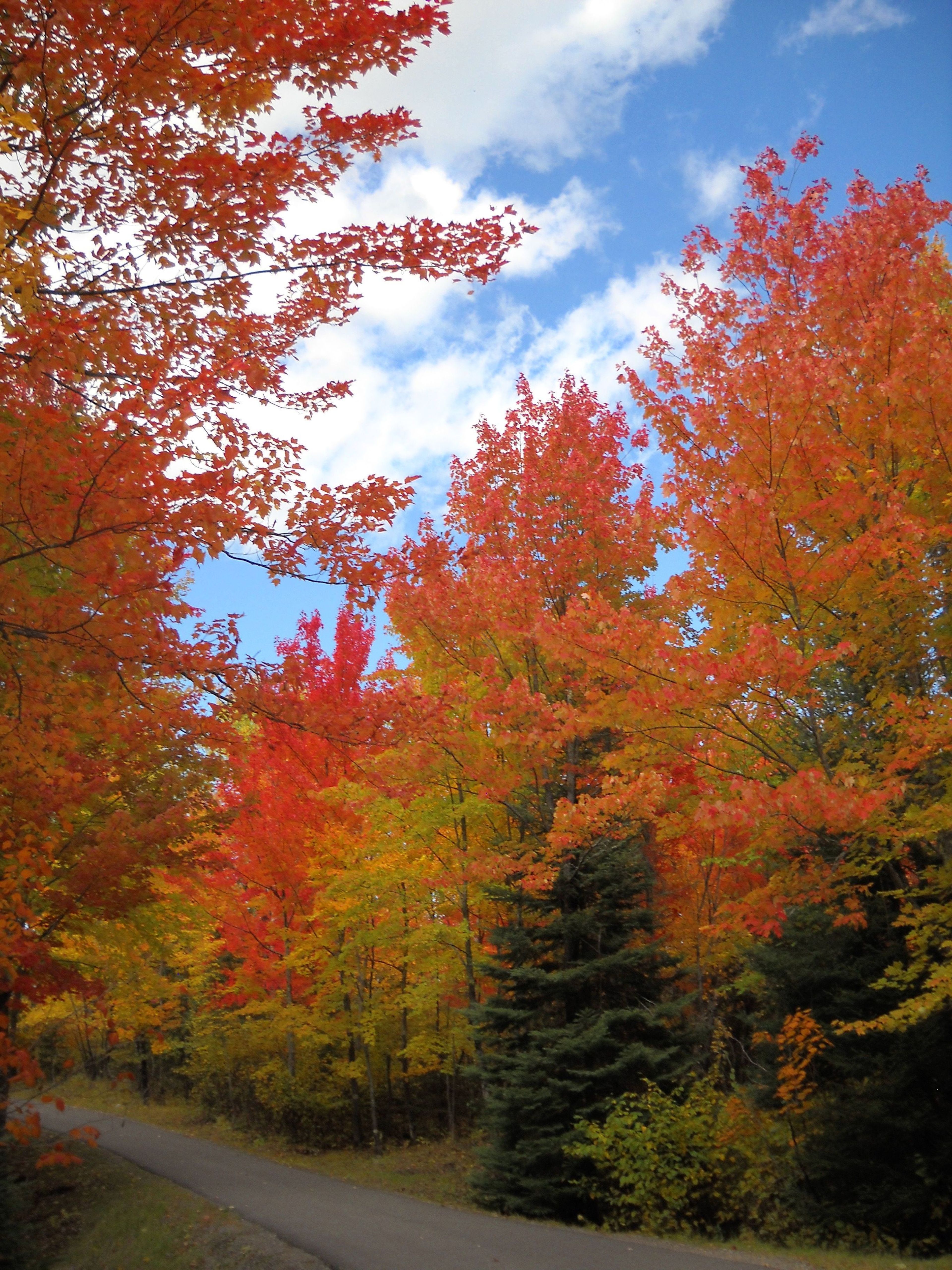 The mix of hardwood and conifers create inspiring scenic views especially in the fall.