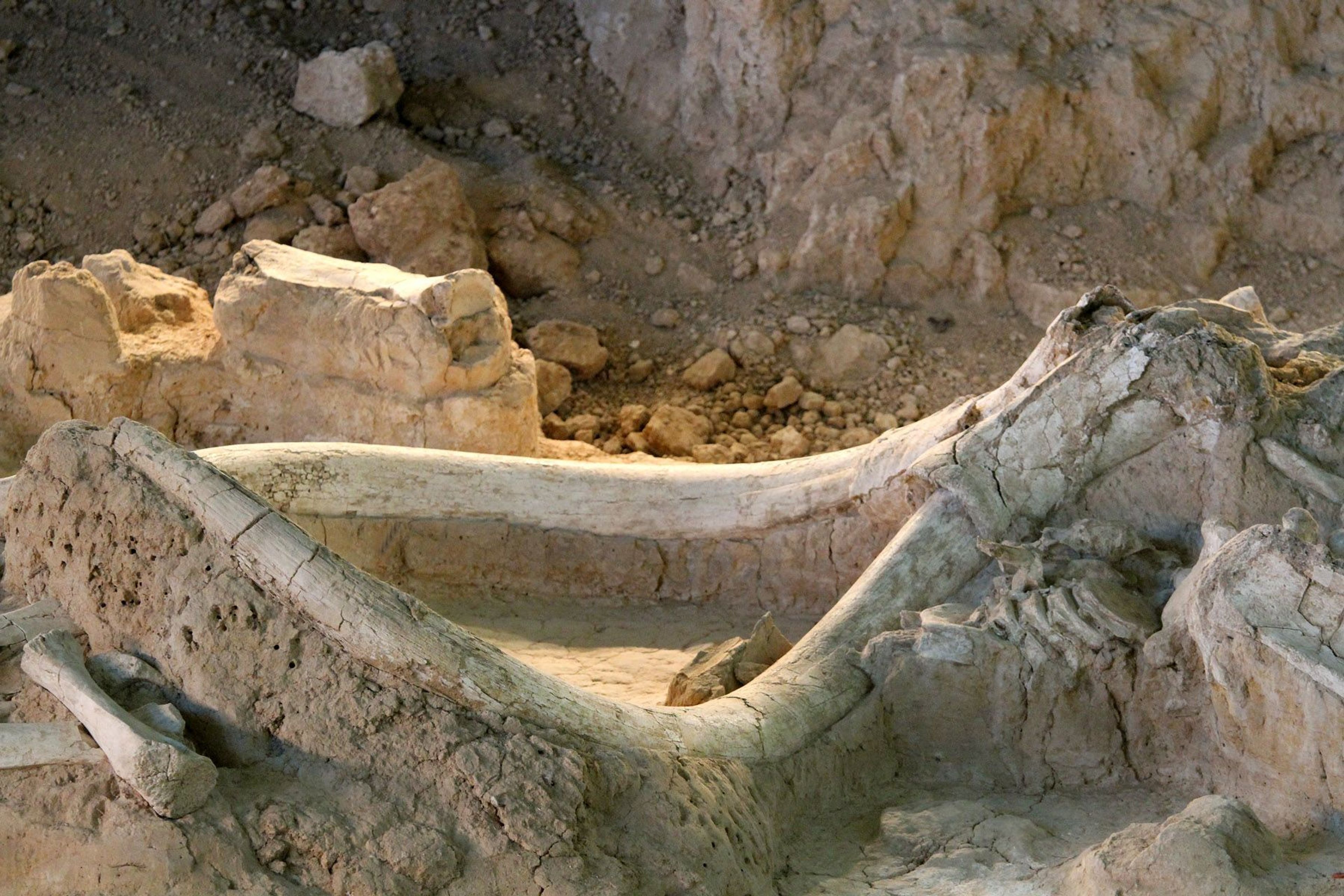 Mammoth fossils are in situ (still in their original position within the bone bed).