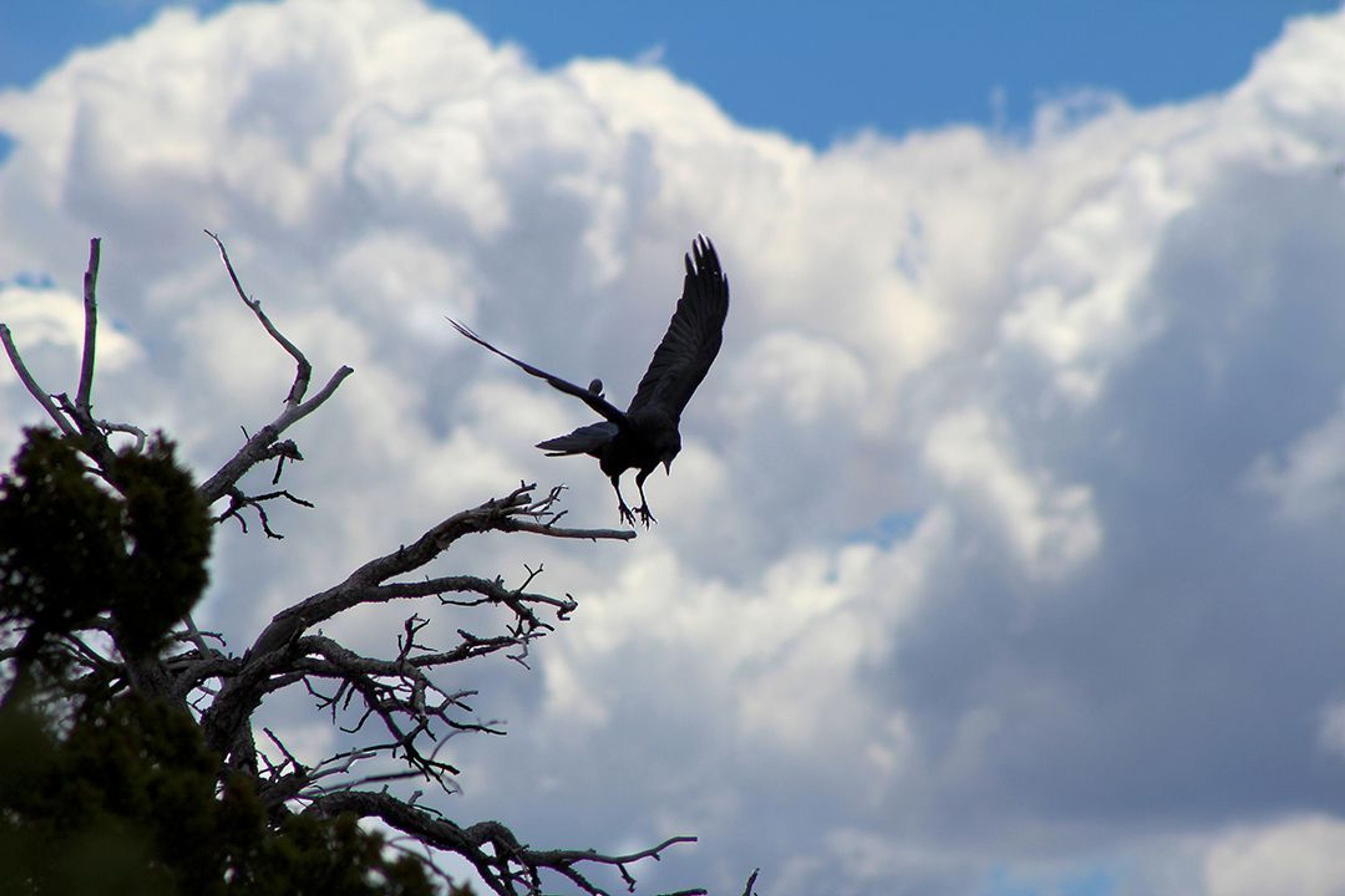 At the rim of Walnut Canyon, visitors stand at eye level with soaring ravens, eagles, and other birds