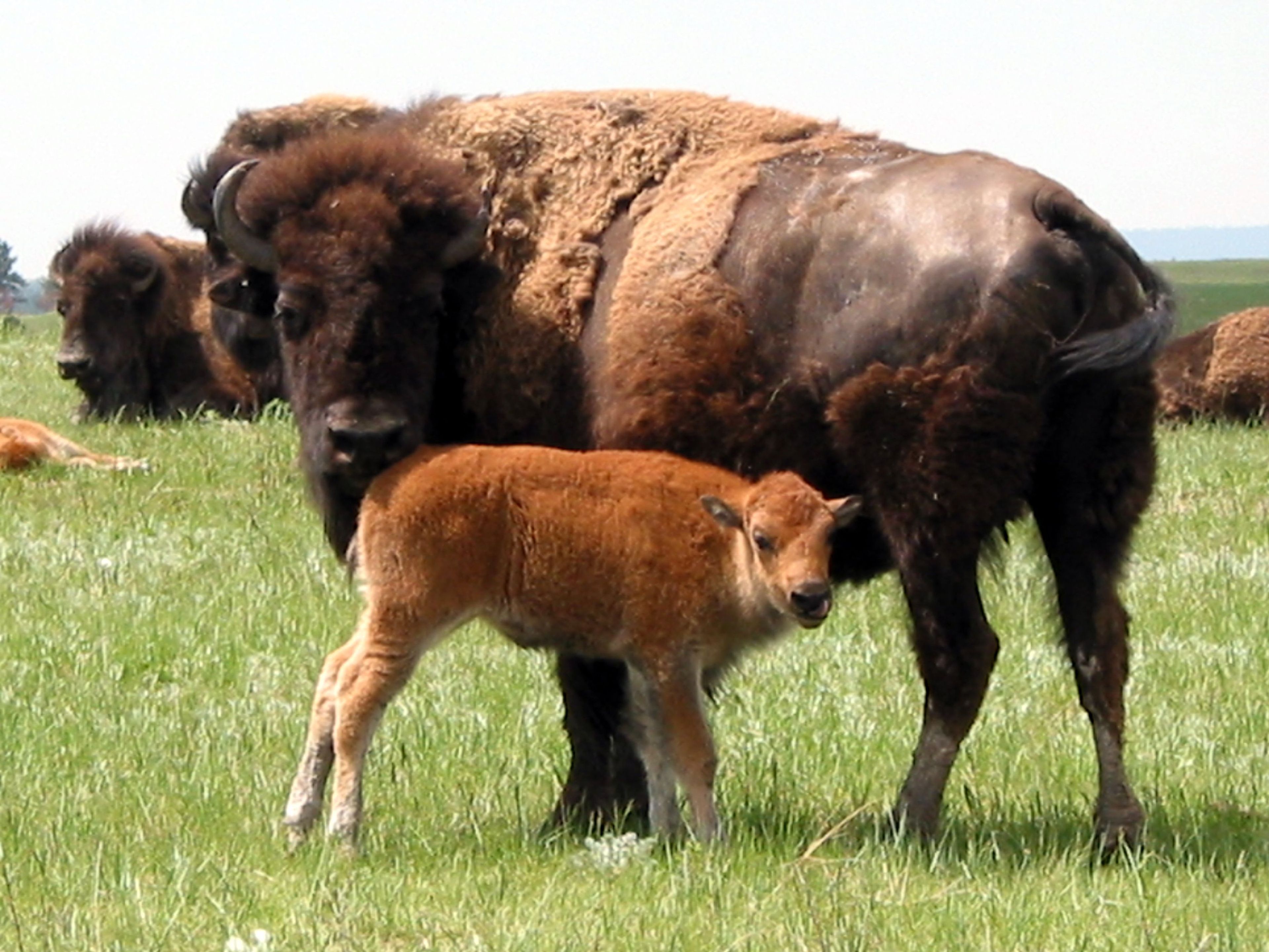 Several hundred bison roam the rolling prairie of Wind Cave National Park.