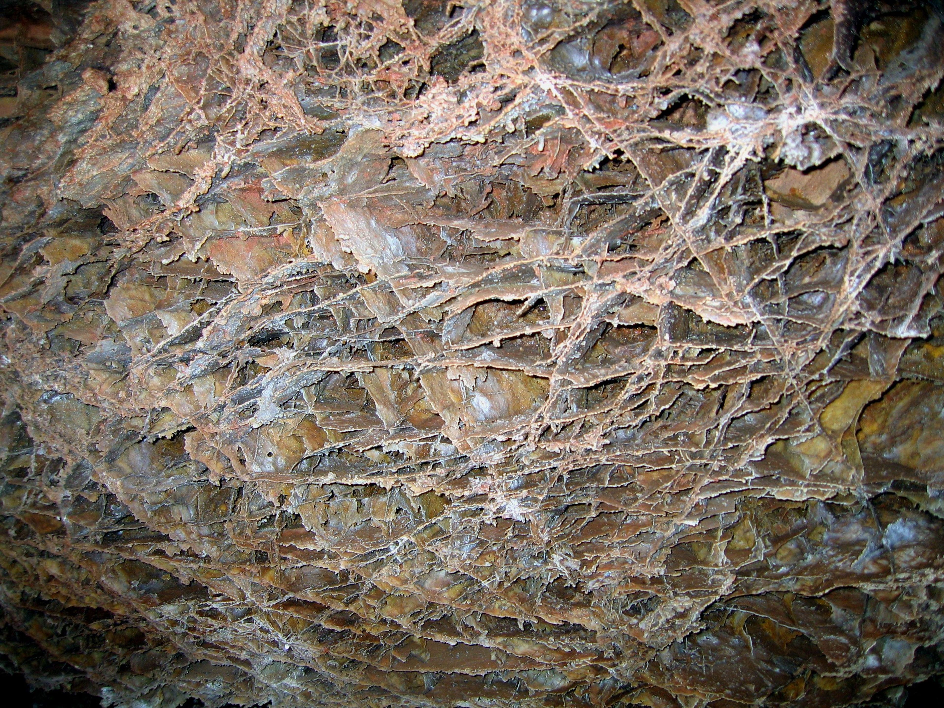 Delicate fins of boxwork, a rare cave feature, in Elk's Room, Wind Cave.