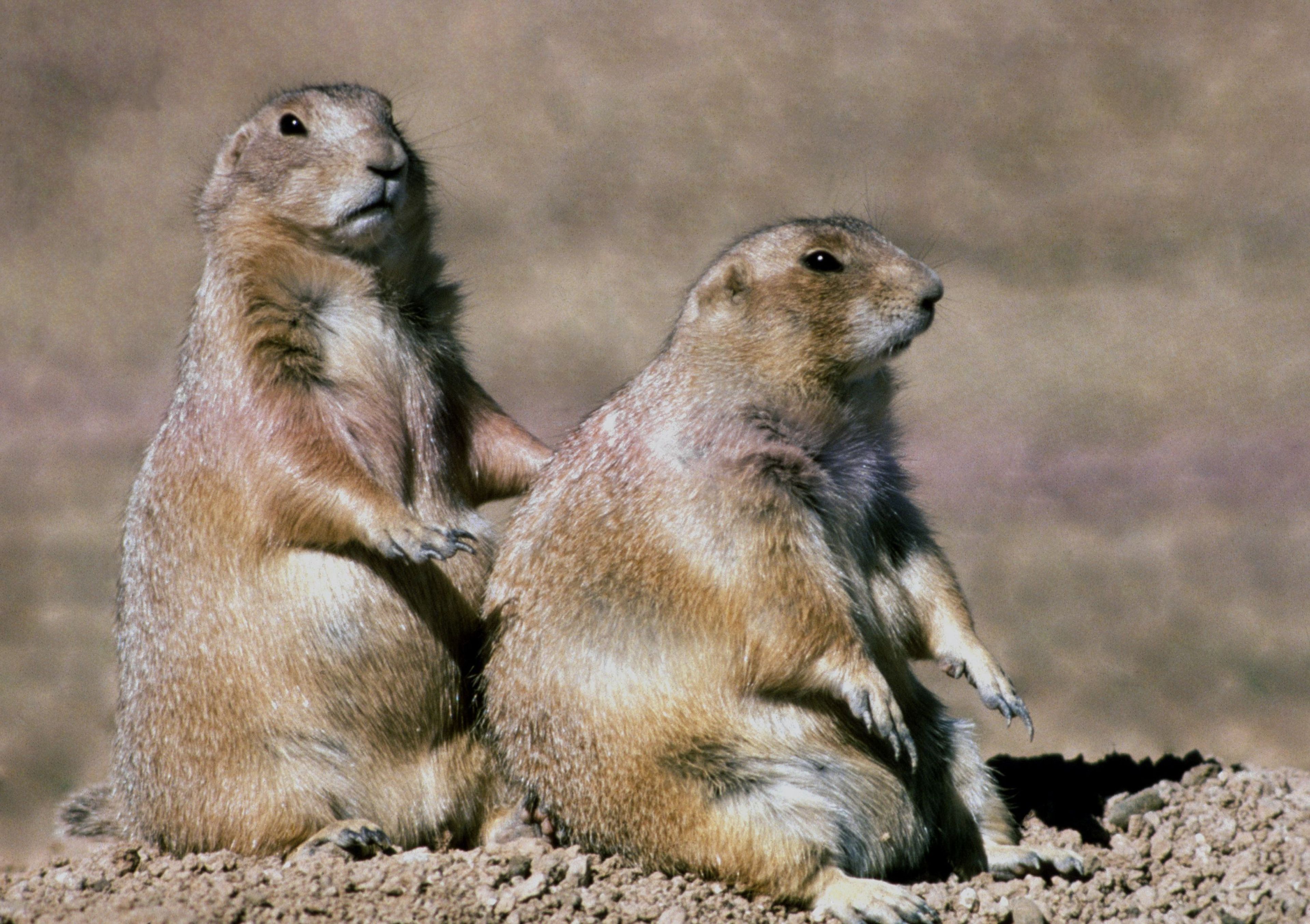 Prairie dog sightings are common throughout the park's prairies.