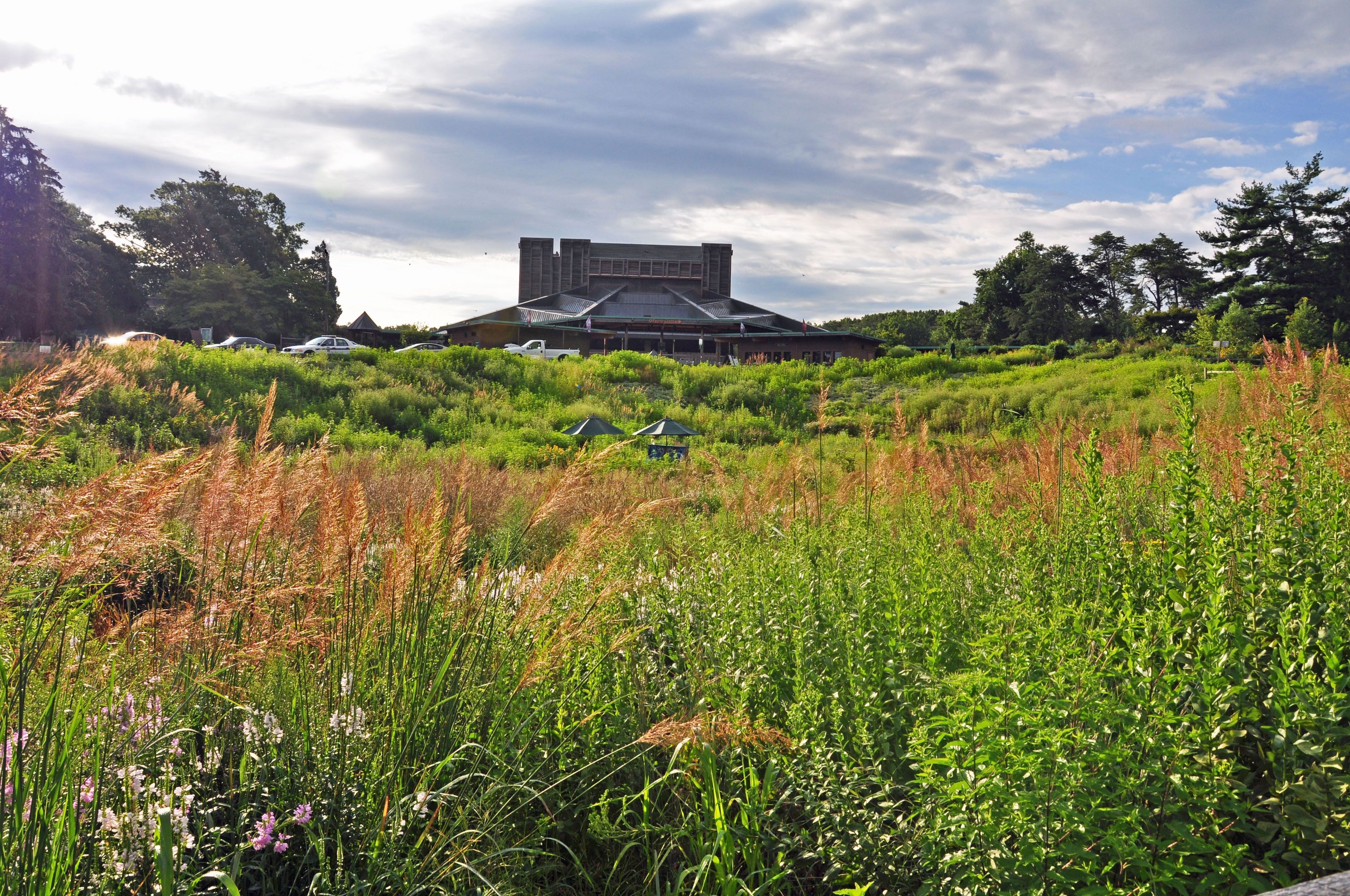 In 2012, park staff and volunteers planted 42 species of native grasses and wildflowers here to create a habitat that now supports over 40 kinds of bees and 25 types of butterflies.