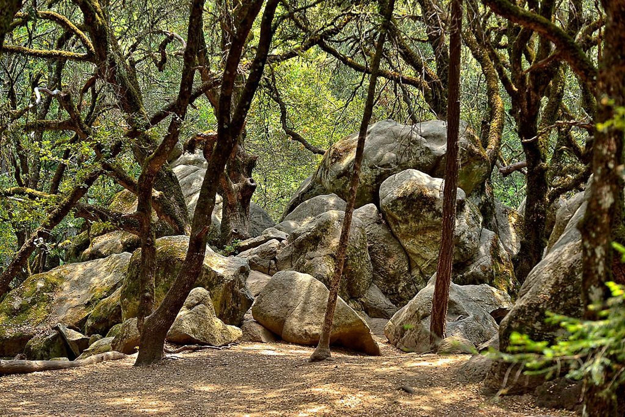 Vaqueros sandstone boulders in madrone and oak tree forest.