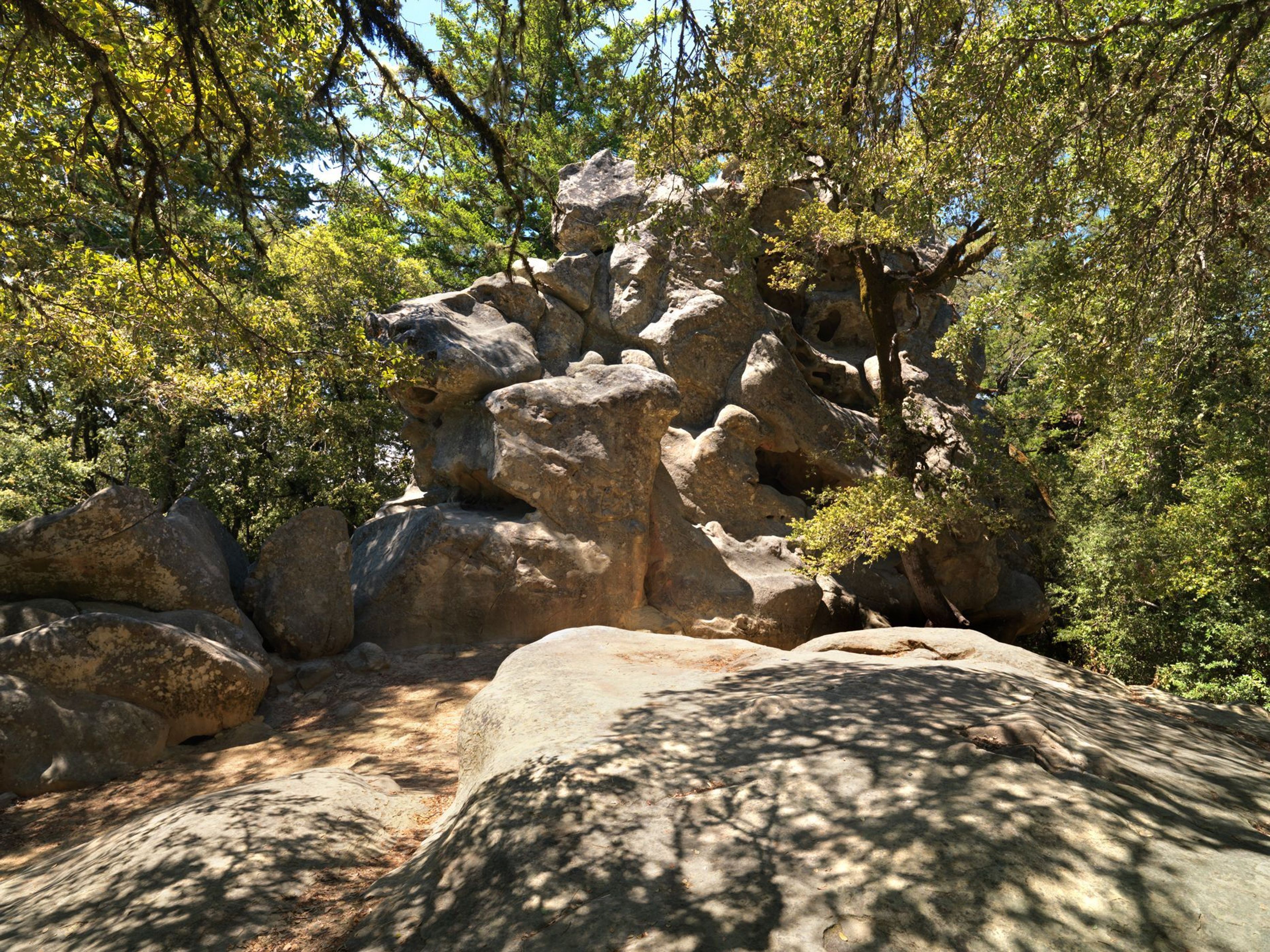 Vaqueros sandstone boulders in madrone and oak tree forest.