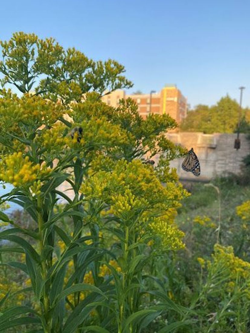 Photo of native plantings with Monarch Butterfly at Miller-Showers Park