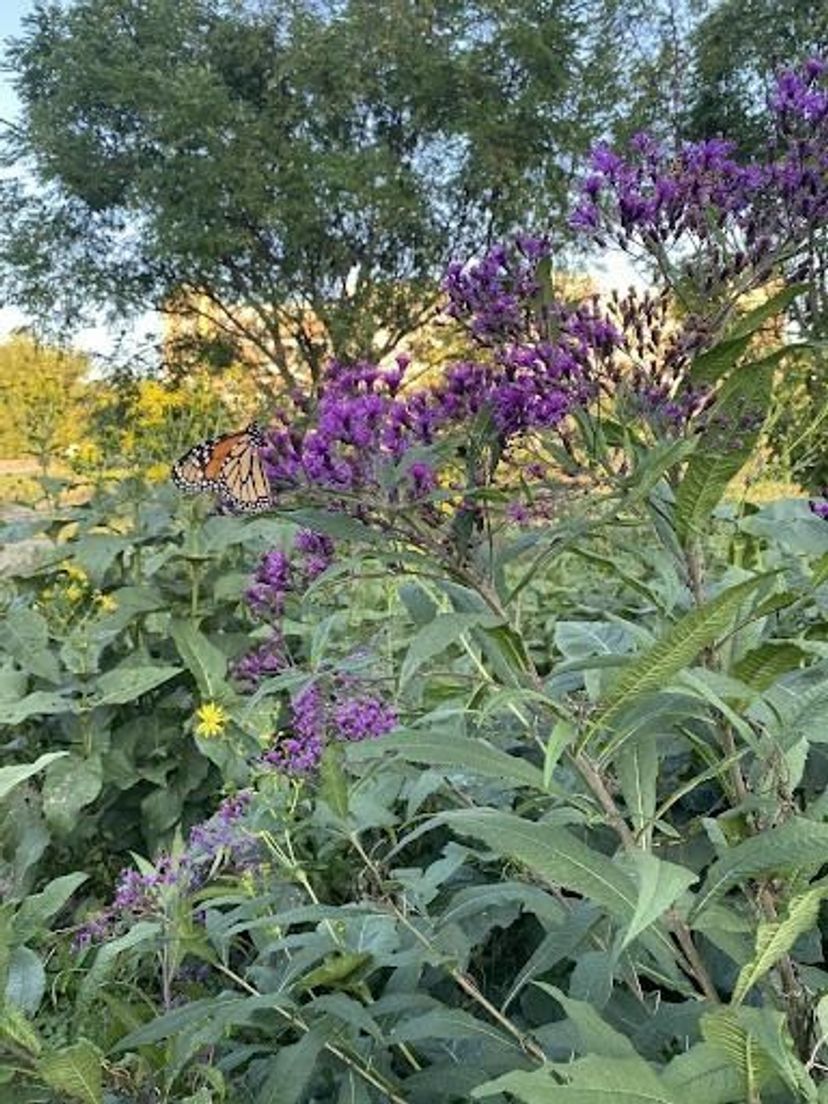 Photo of native plantings with Monarch Butterfly at Miller-Showers Park