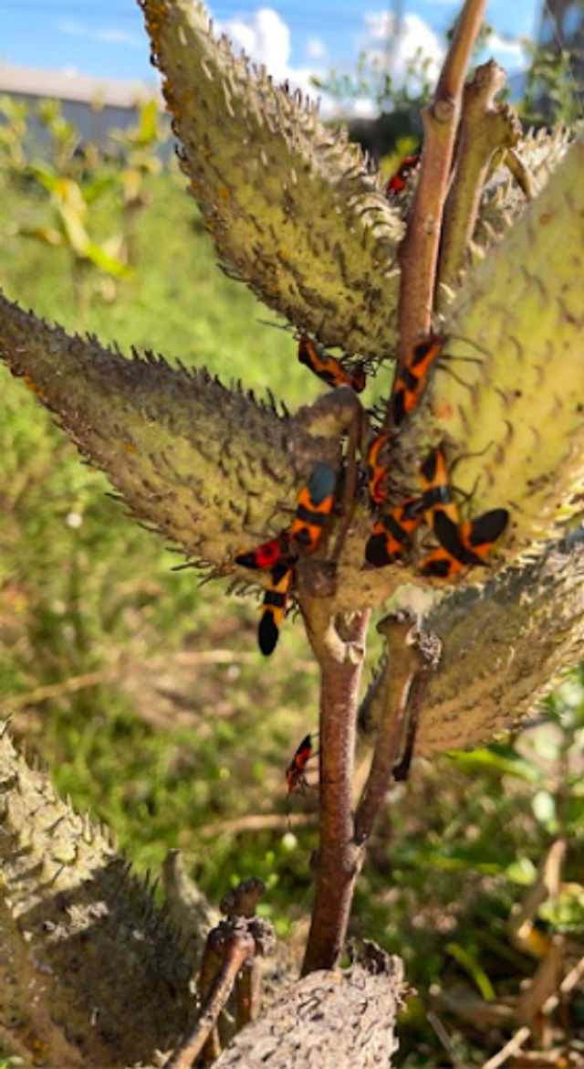 Milkweed Beetles on Swamp Milkweed at Miller-Showers Park