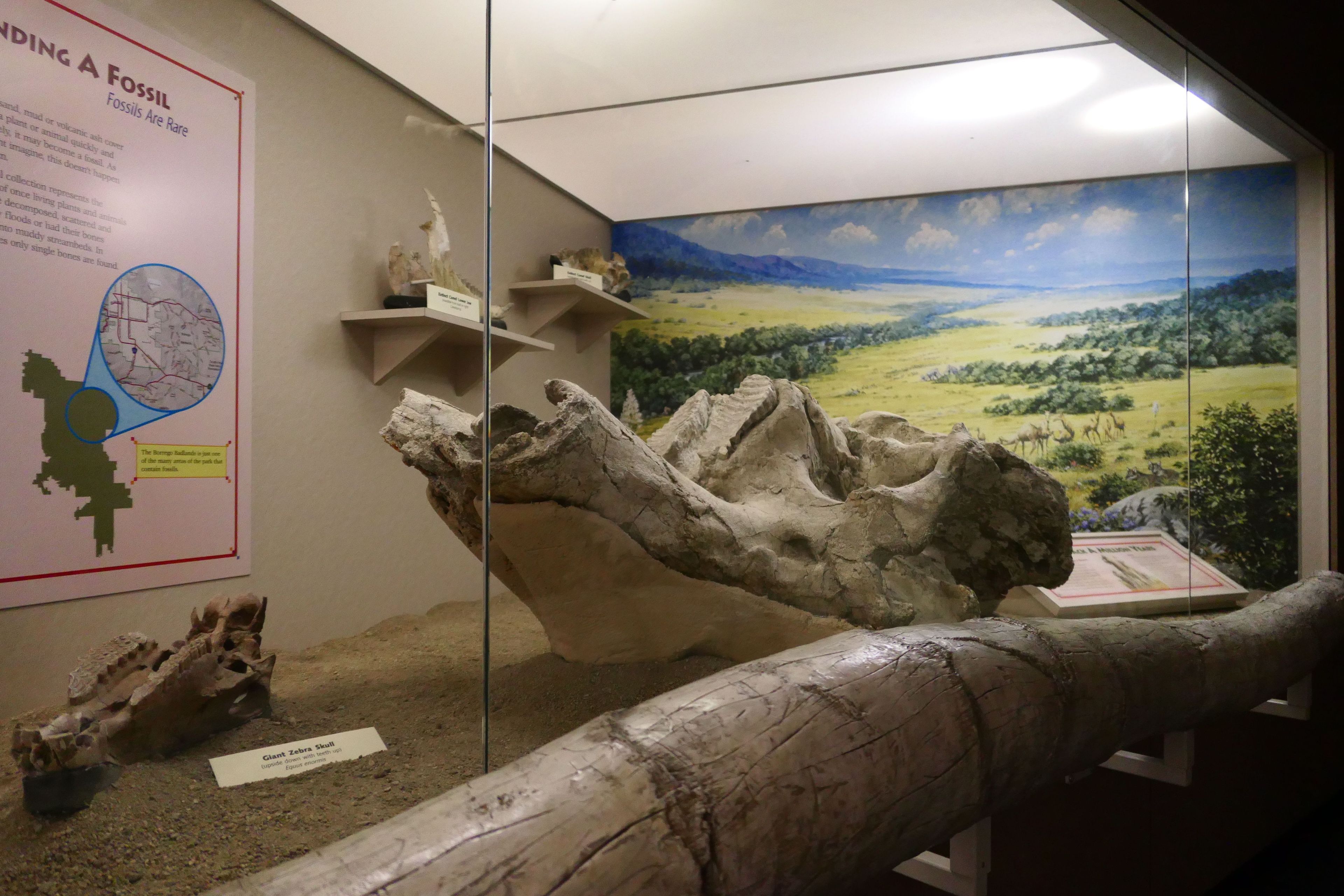 Paleontology Exhibit