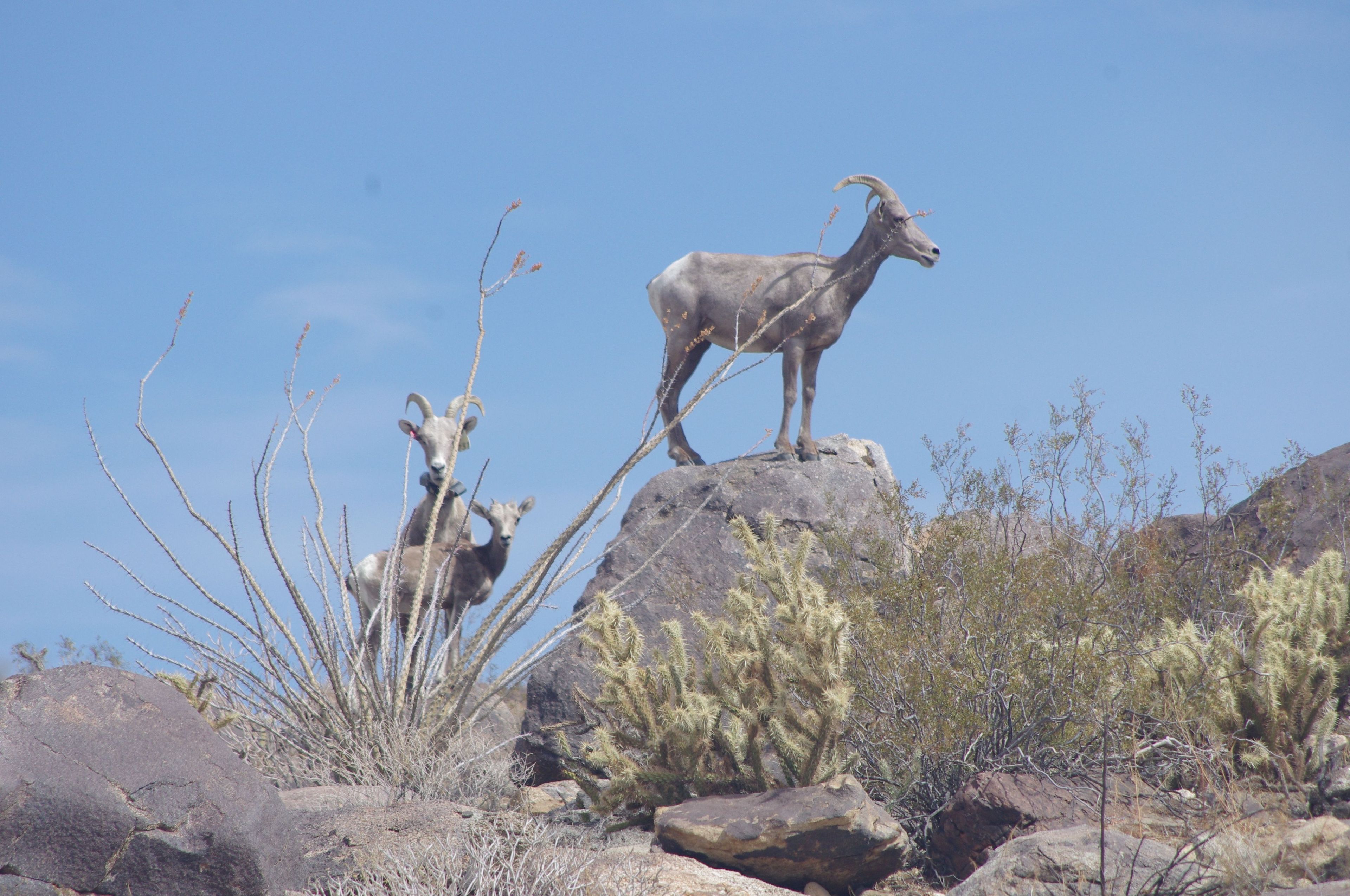 Three bighorn sheep at Anza-Borrego Desert State Park