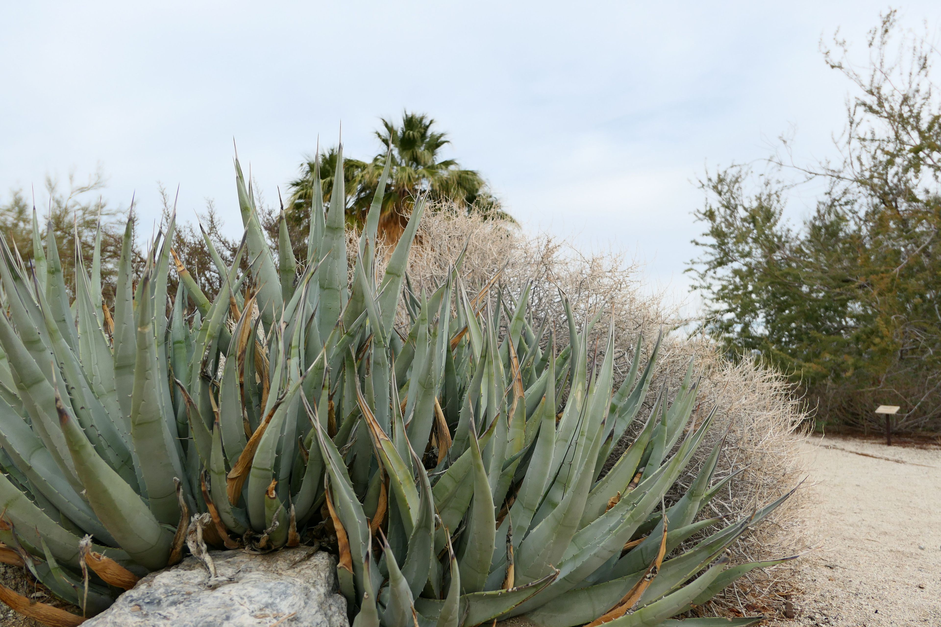 Agave at Anza-Borrego Desert State Park Visitor Center Garden