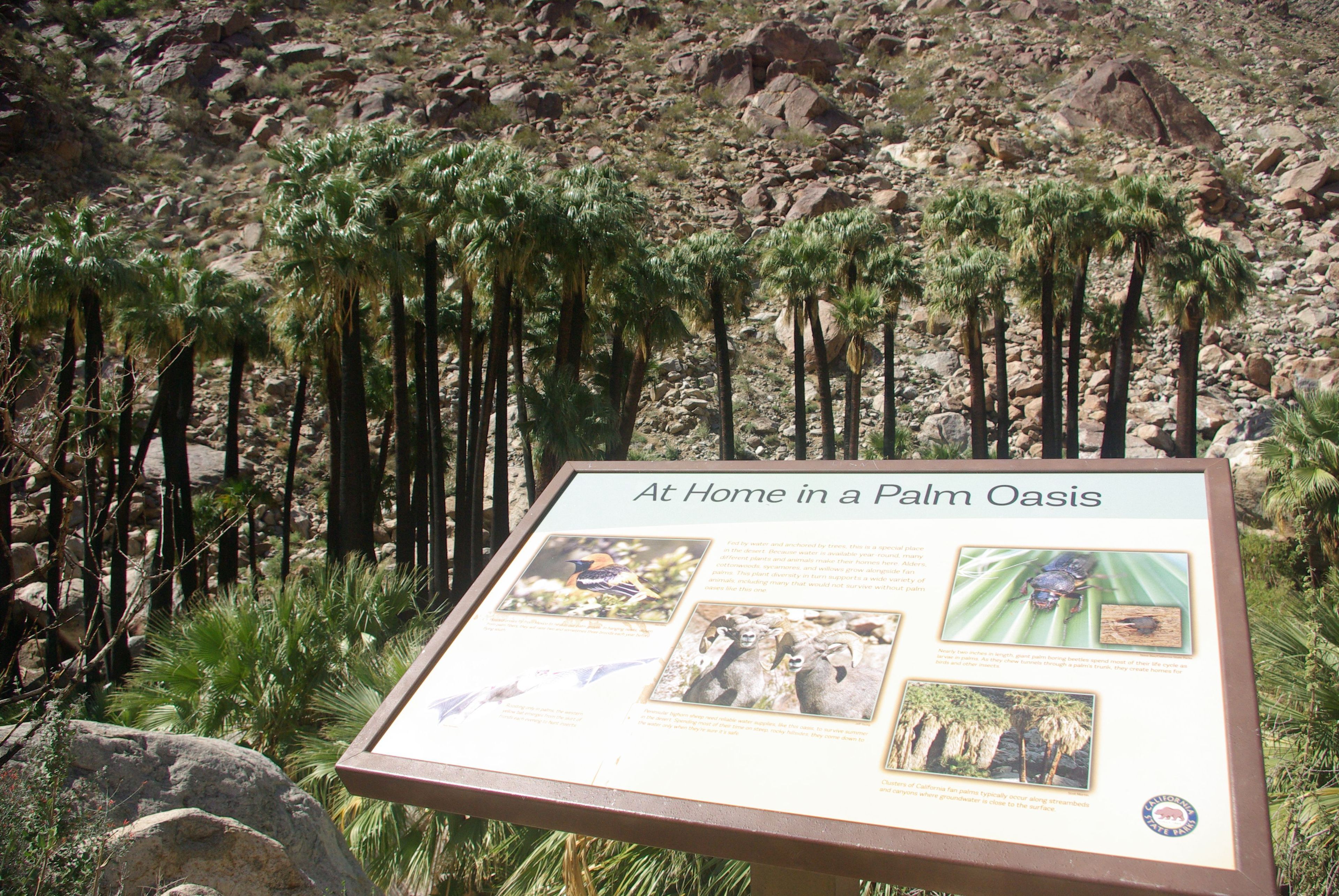 Borrego Palm Canyon