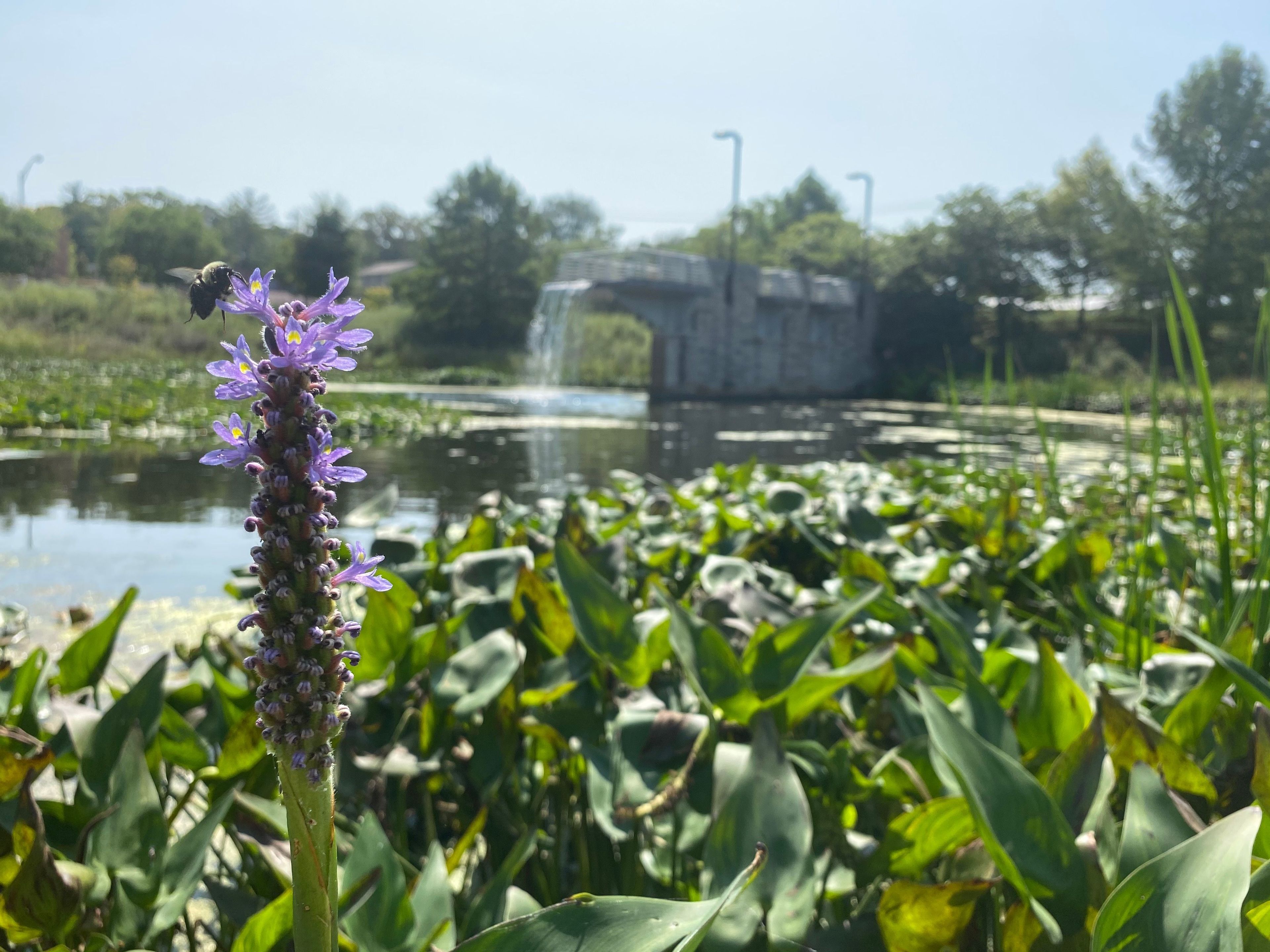 Photo of pickerelweed in bloom at Miller-Showers Park with accessible Pier in the background 