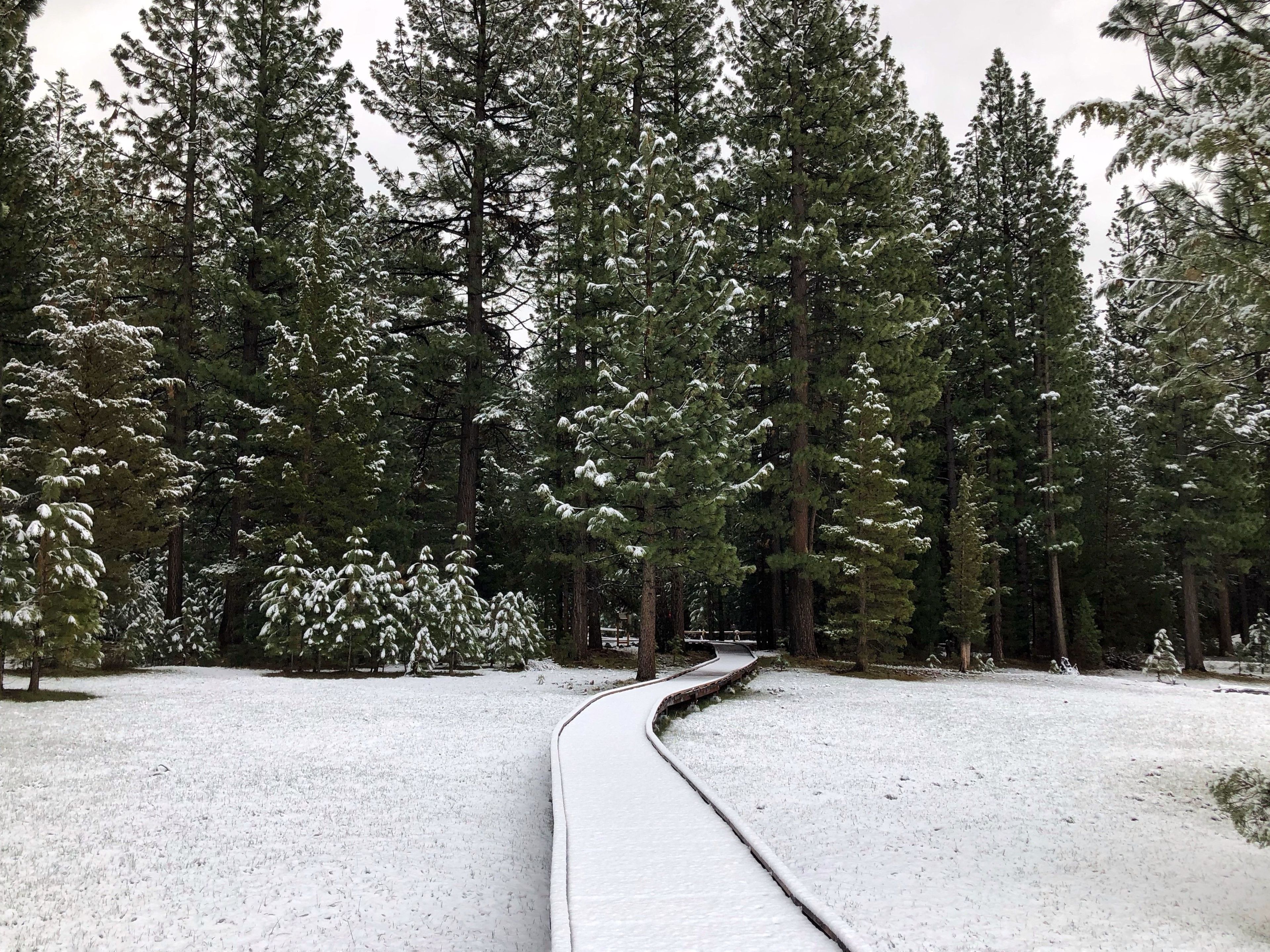 Grover Hot Springs ADA boardwalk under fresh snow leads to some pine trees.