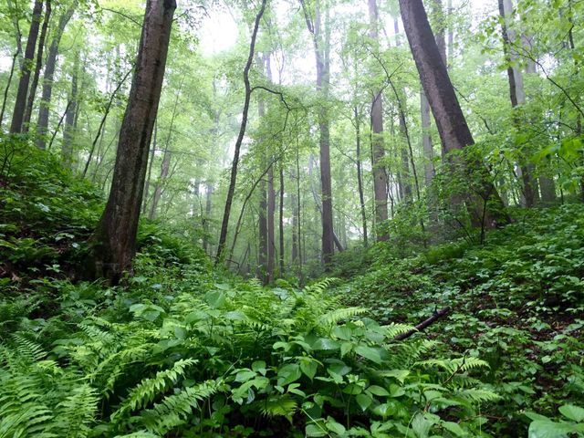 Photo of Indiana Forest including Hardwood Trees and Ferns