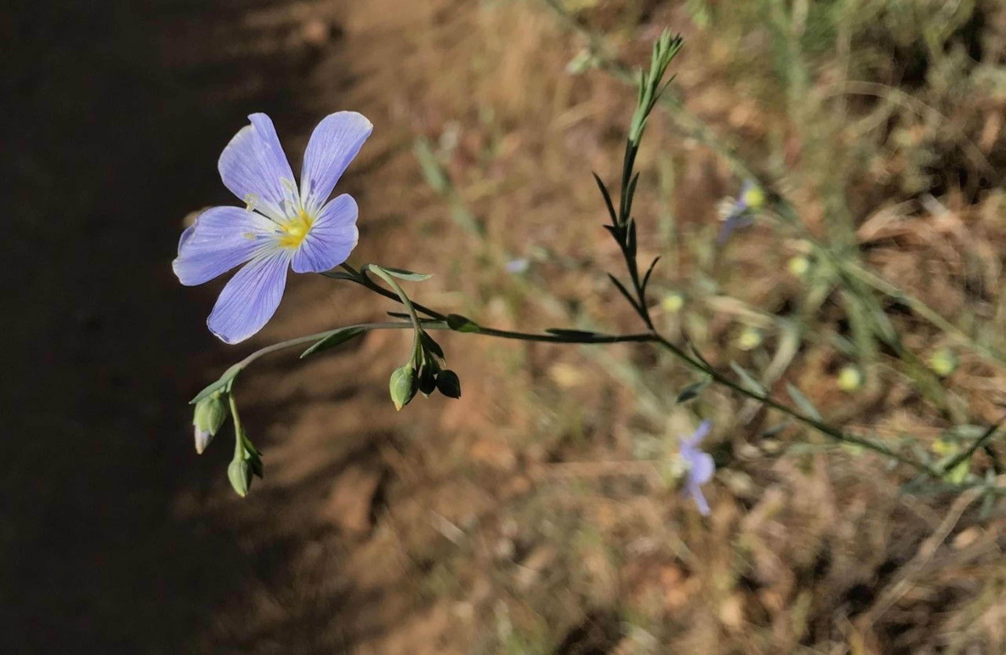 Wildflower