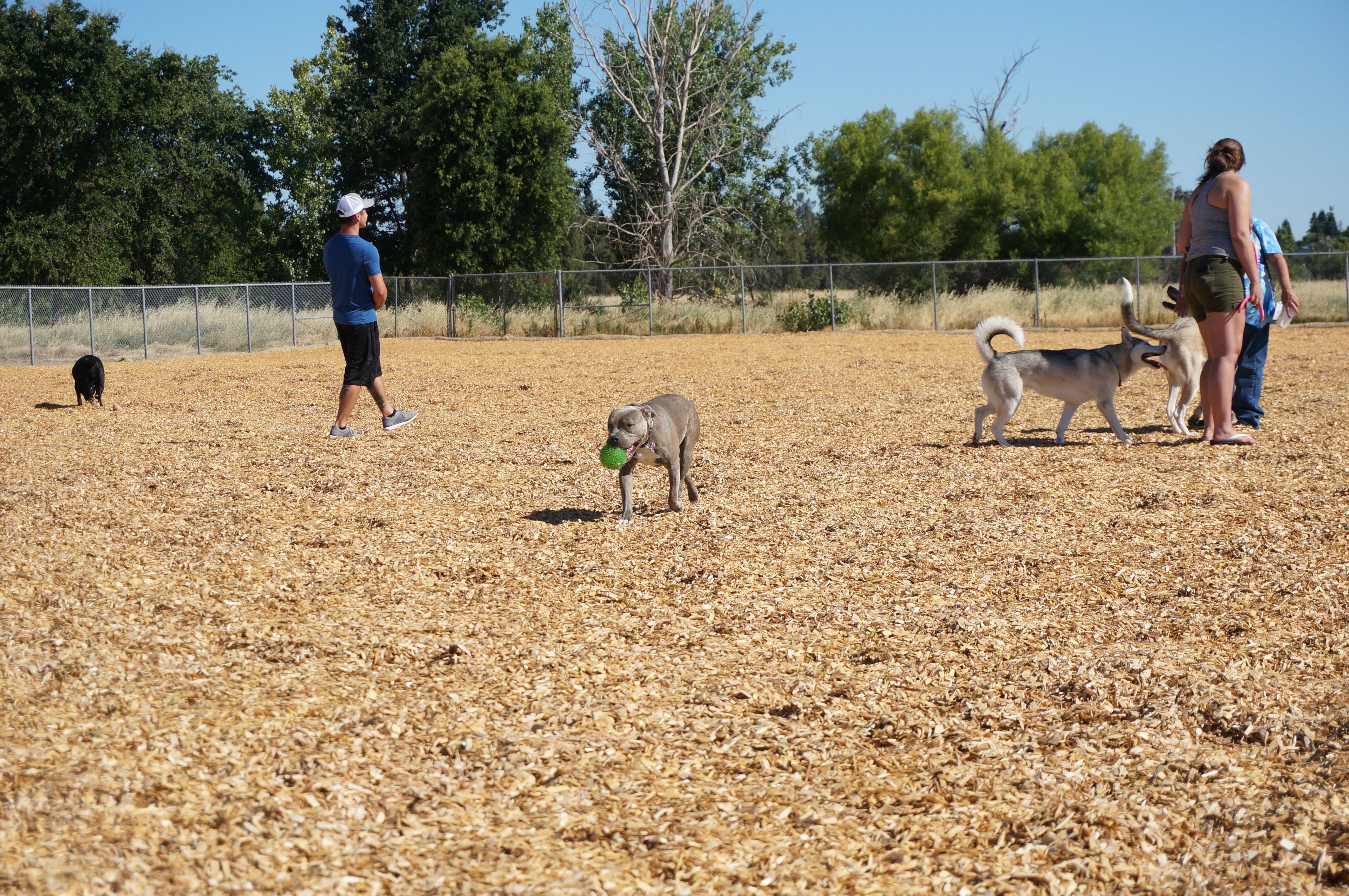 Dogs at dog park