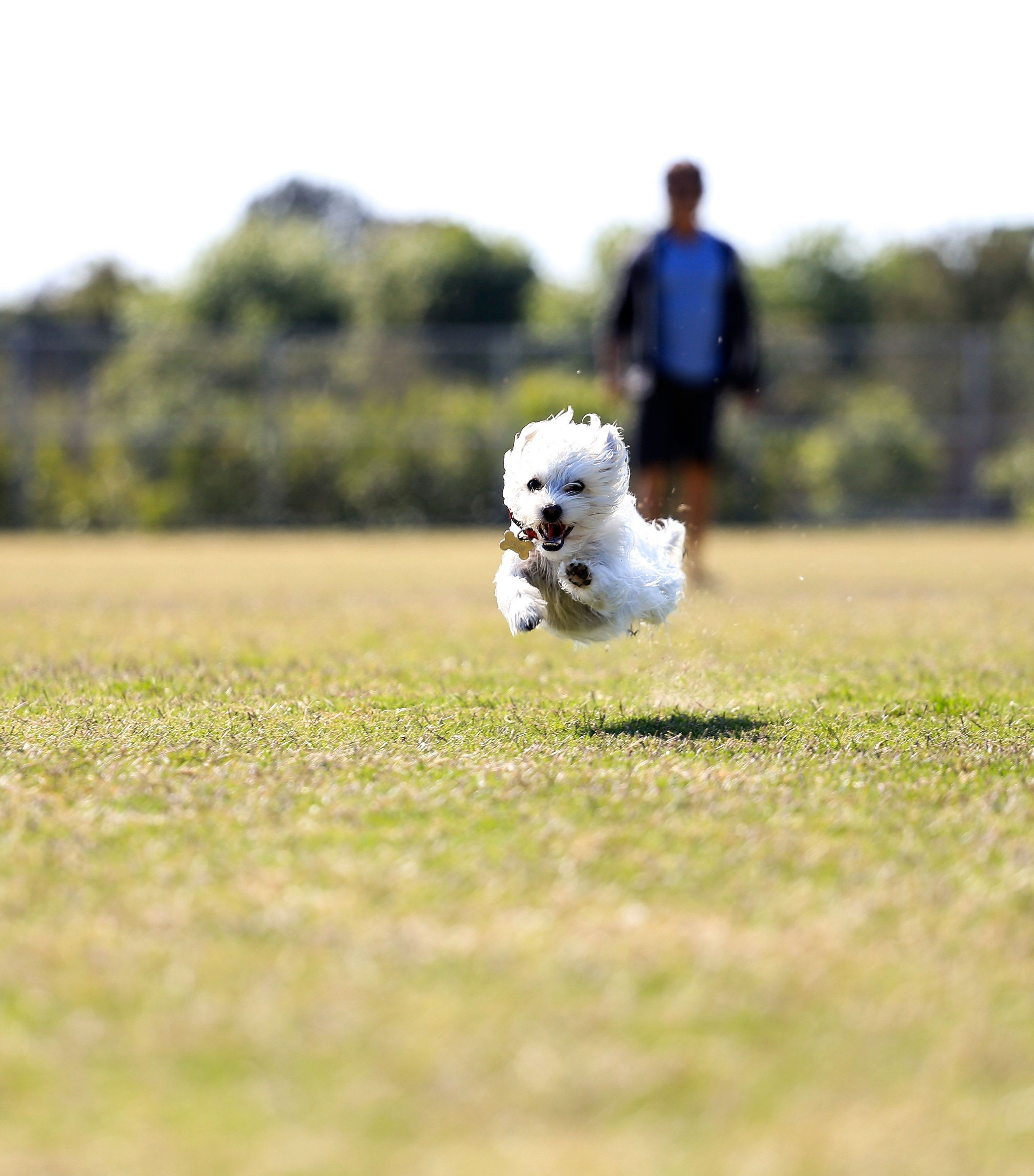 Encinitas Community Park Dog Park