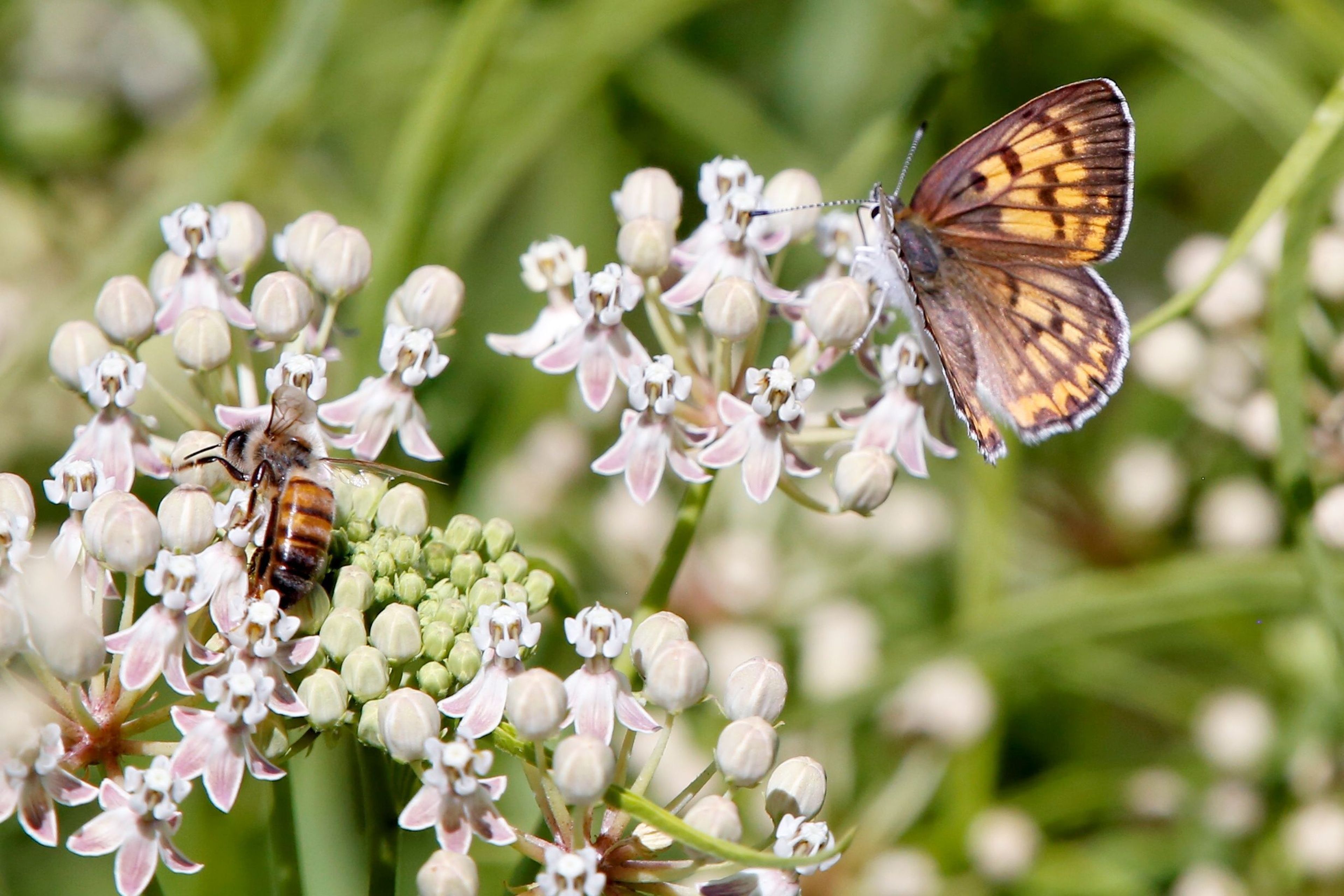 Bee and Butterfly on Flower