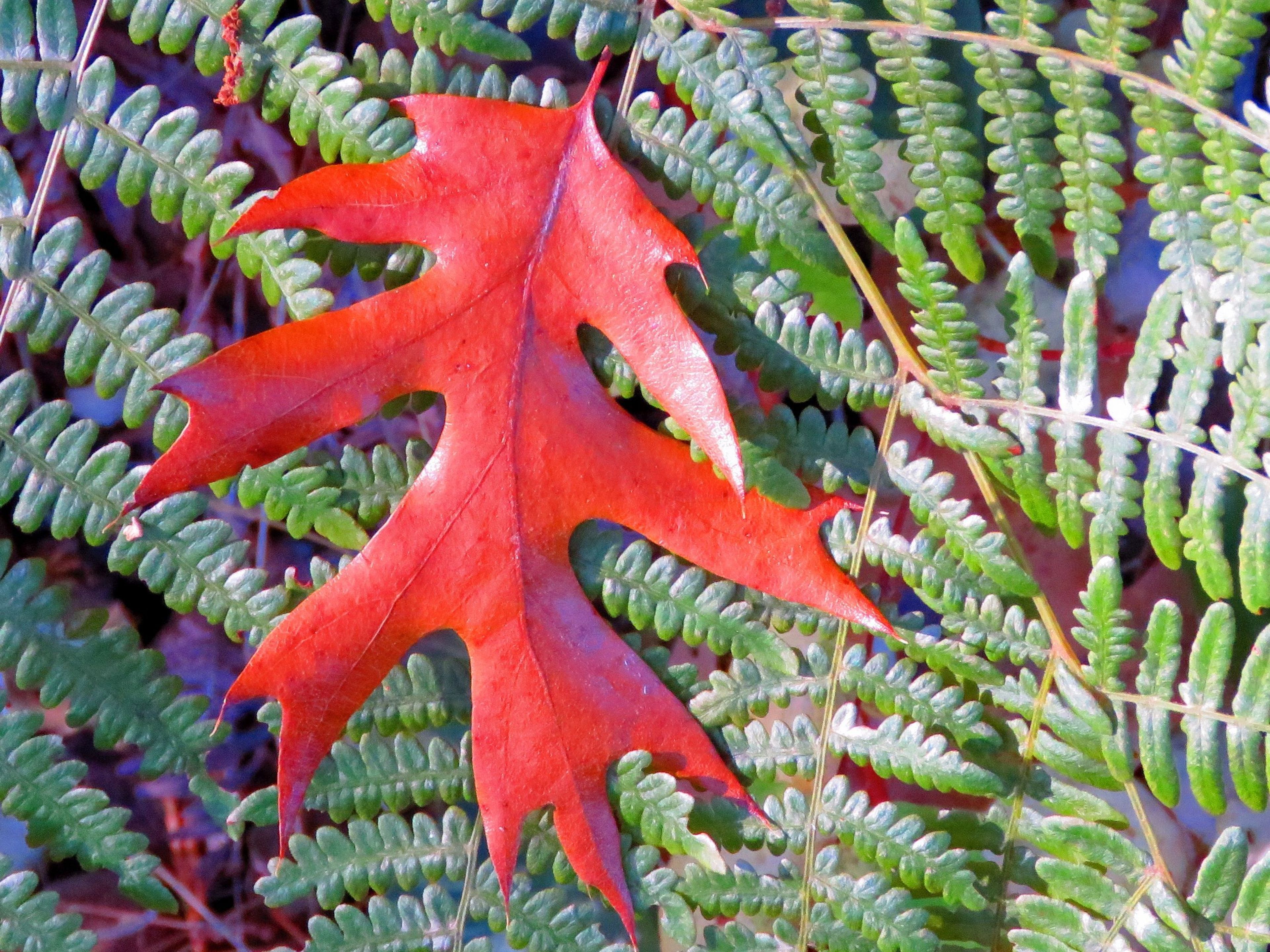 Black Oak Leaf on Western Bracken