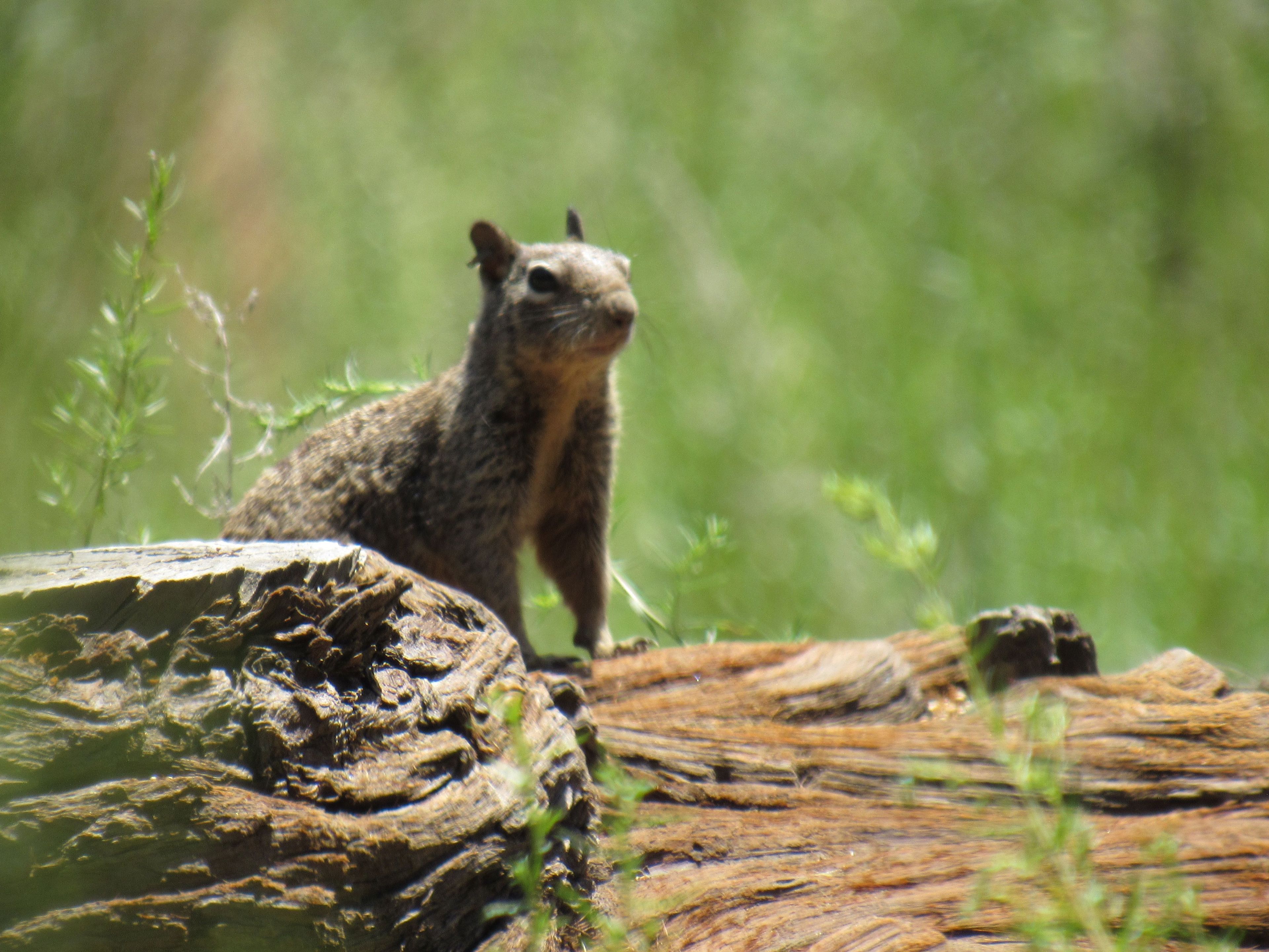 Ground squirrel