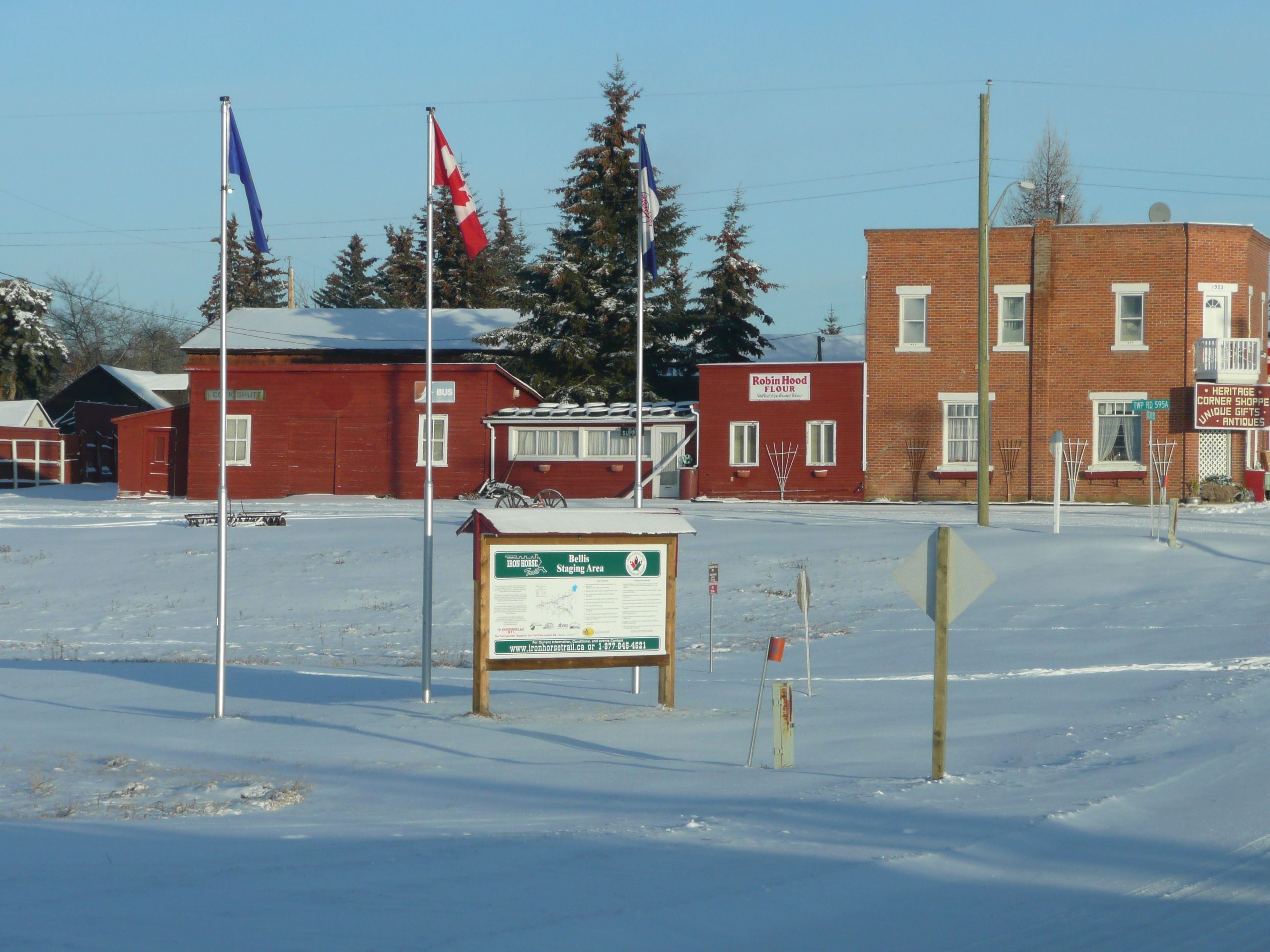 Bellis in Winter