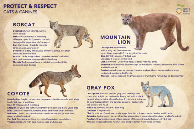 What to Do If You Encounter a Bobcat While Hiking: Stay Safe Now!