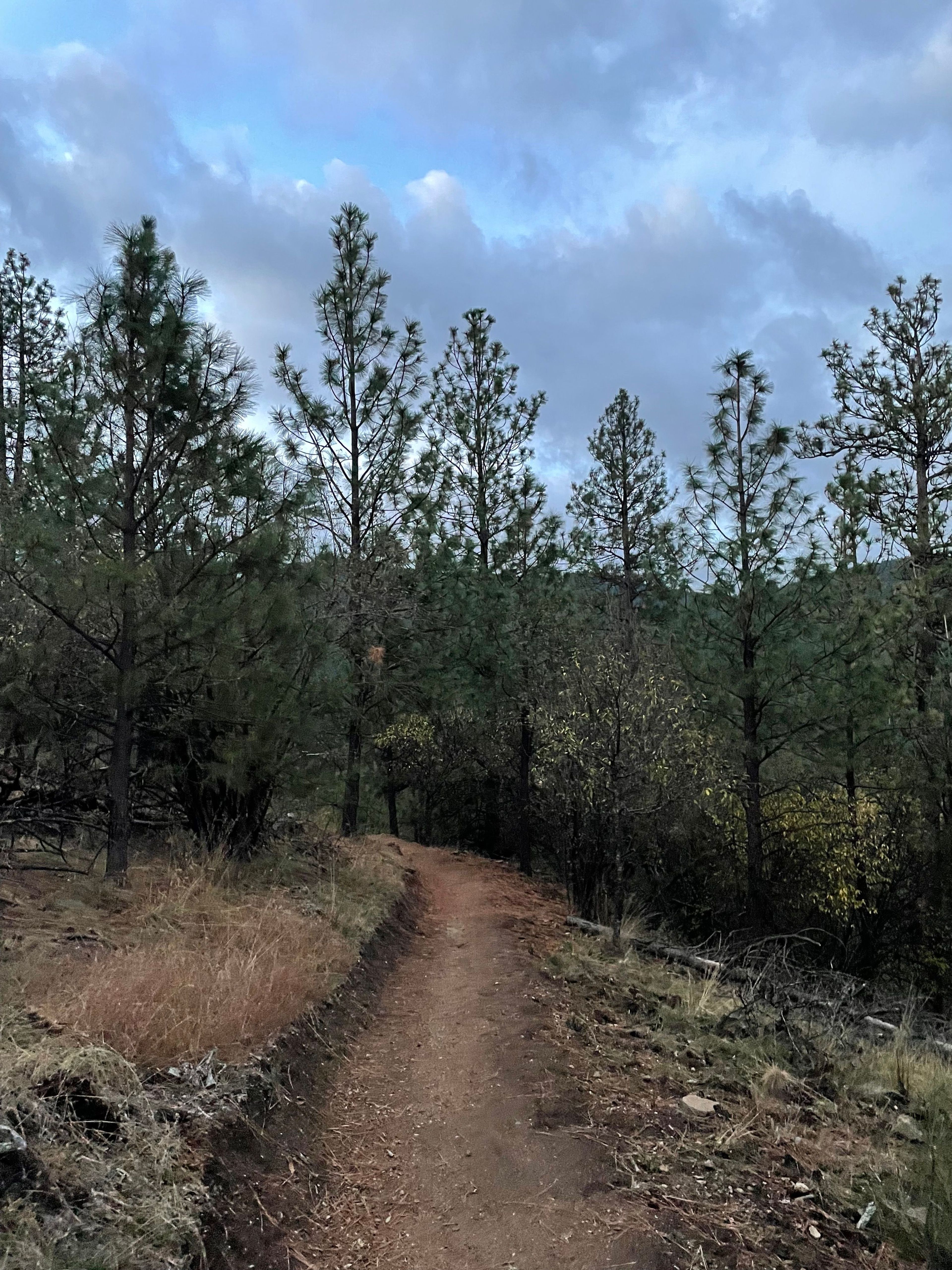 Trail in Liberty Lake Regional Park