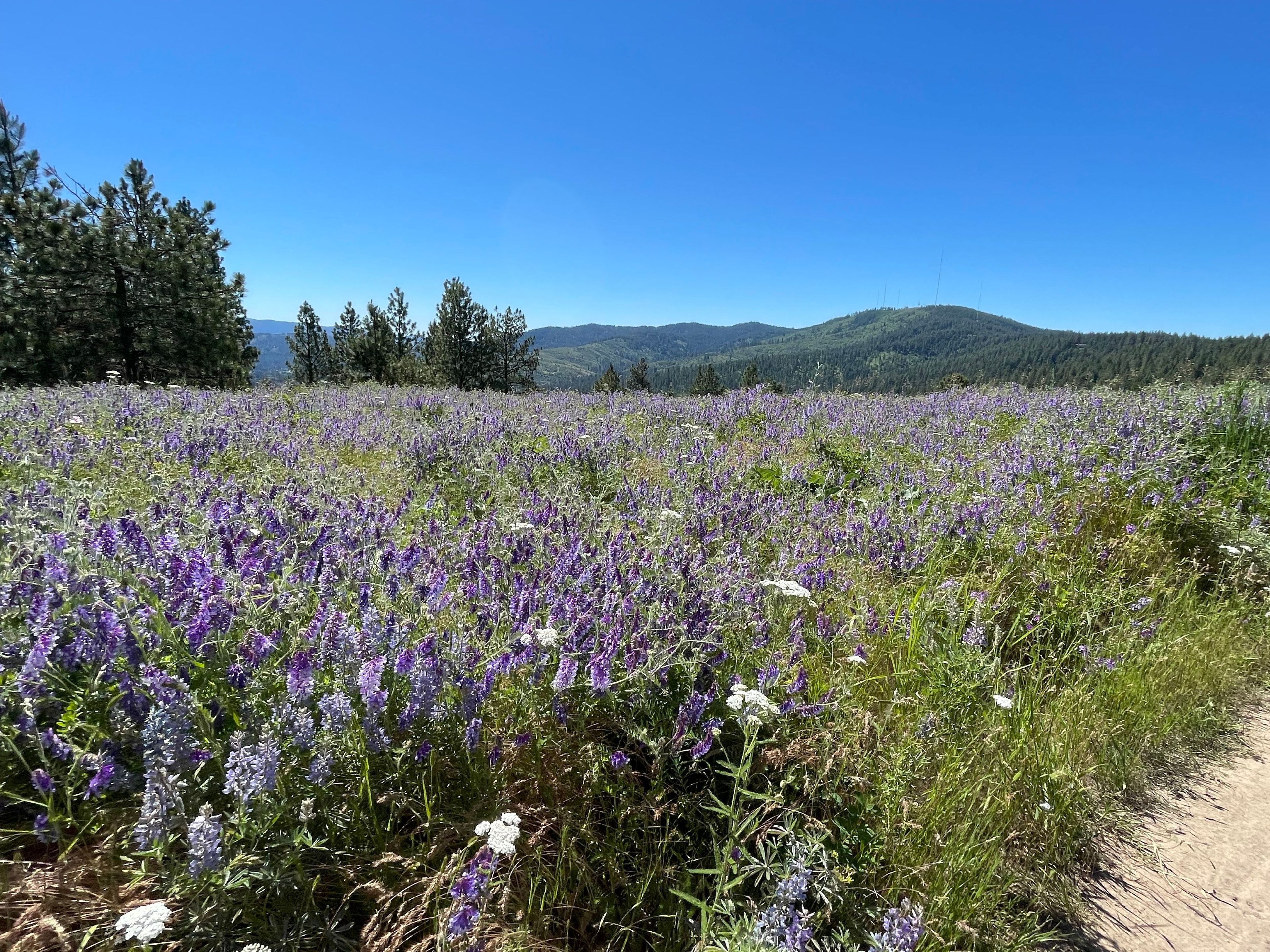 Wildflowers at Dishman