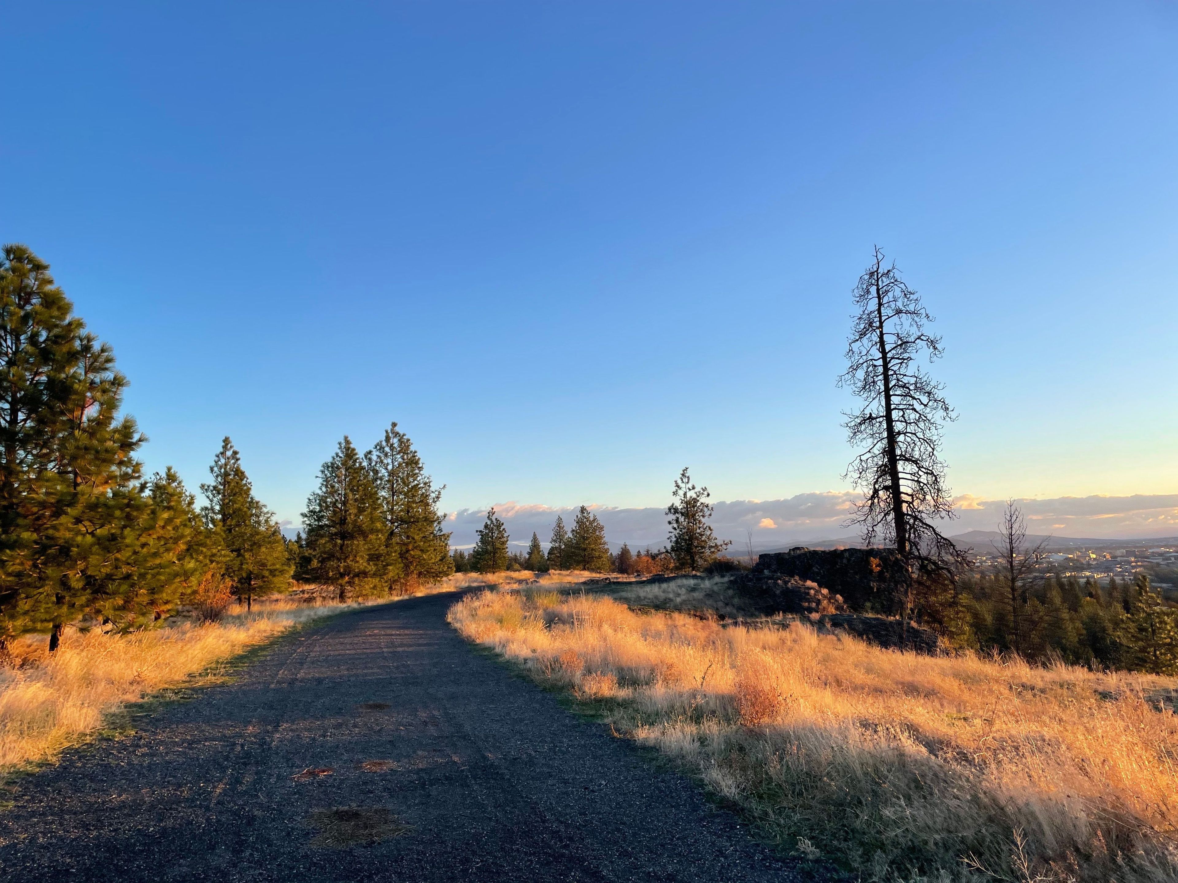 Flat dirt road/trail at Palisades Park