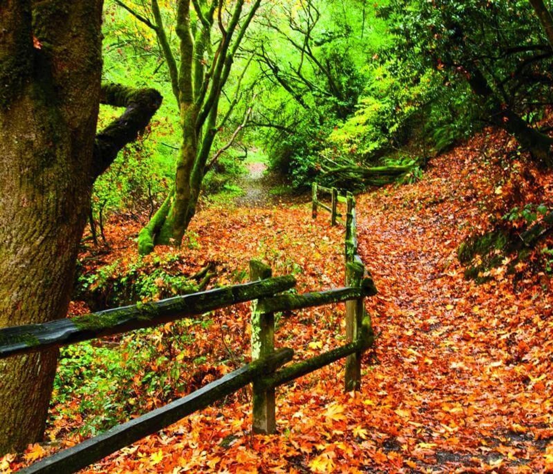 Fall leaves on a trail in Anthony Chabot Regional Park