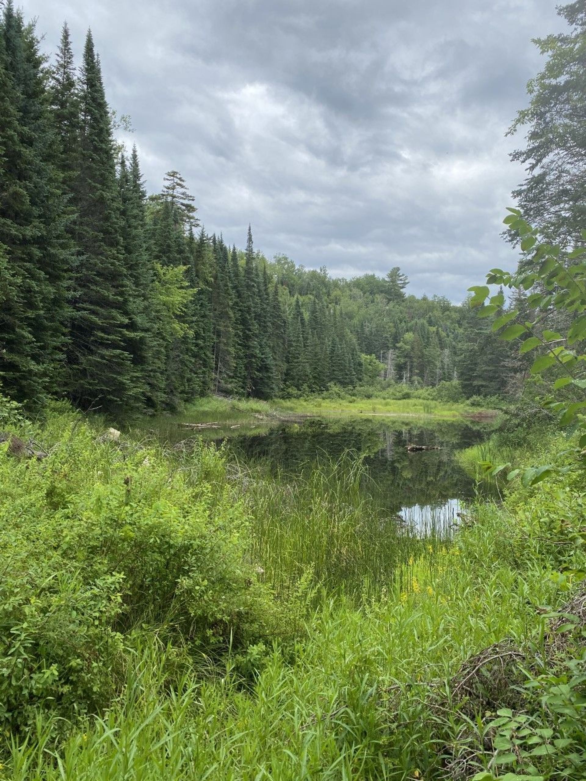 A view of wetlands among green forest.