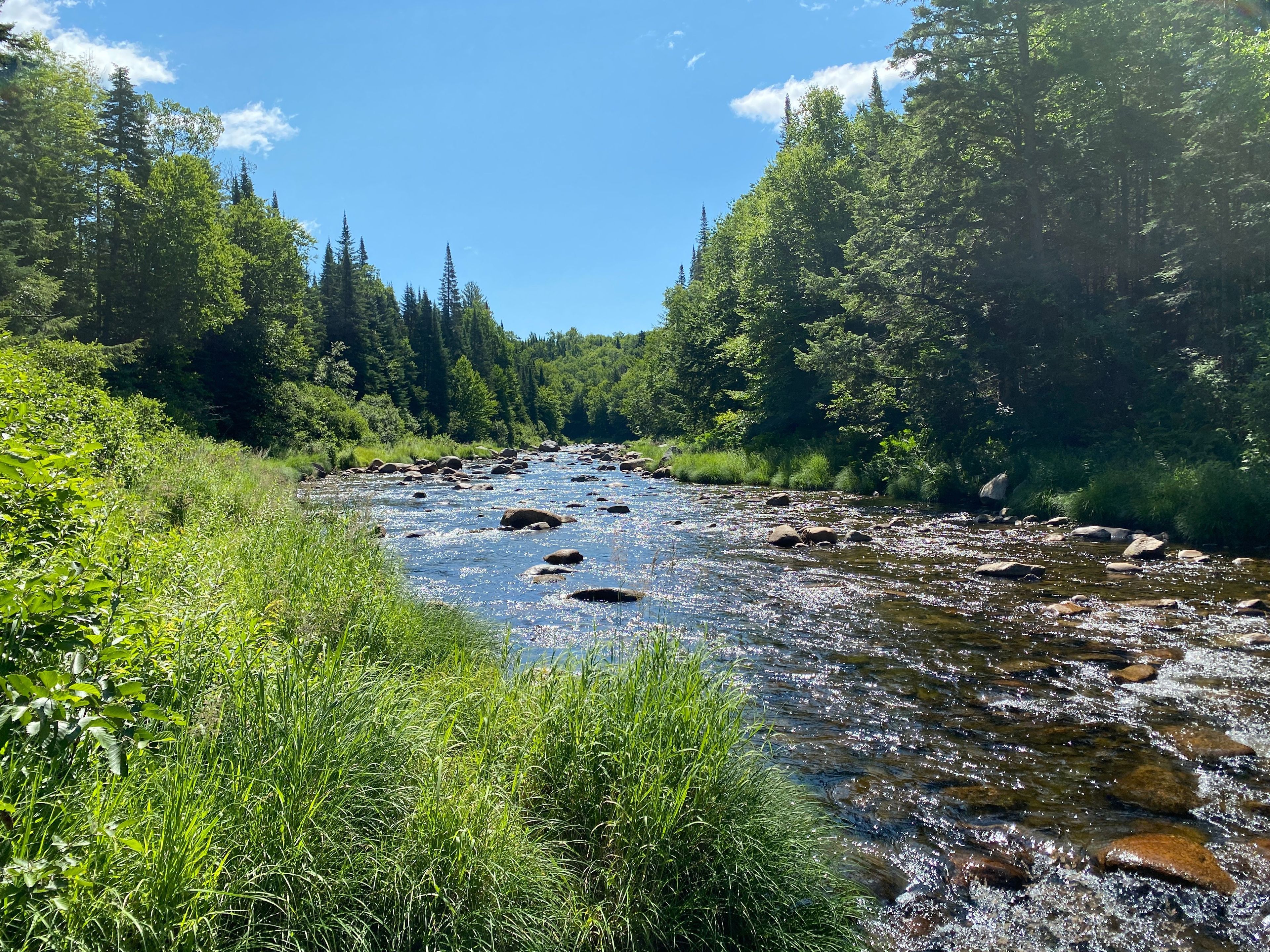 A view of the flowing river past green woods in sunshine.