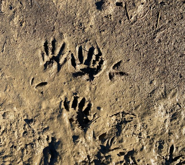 Animal tracks in the mud