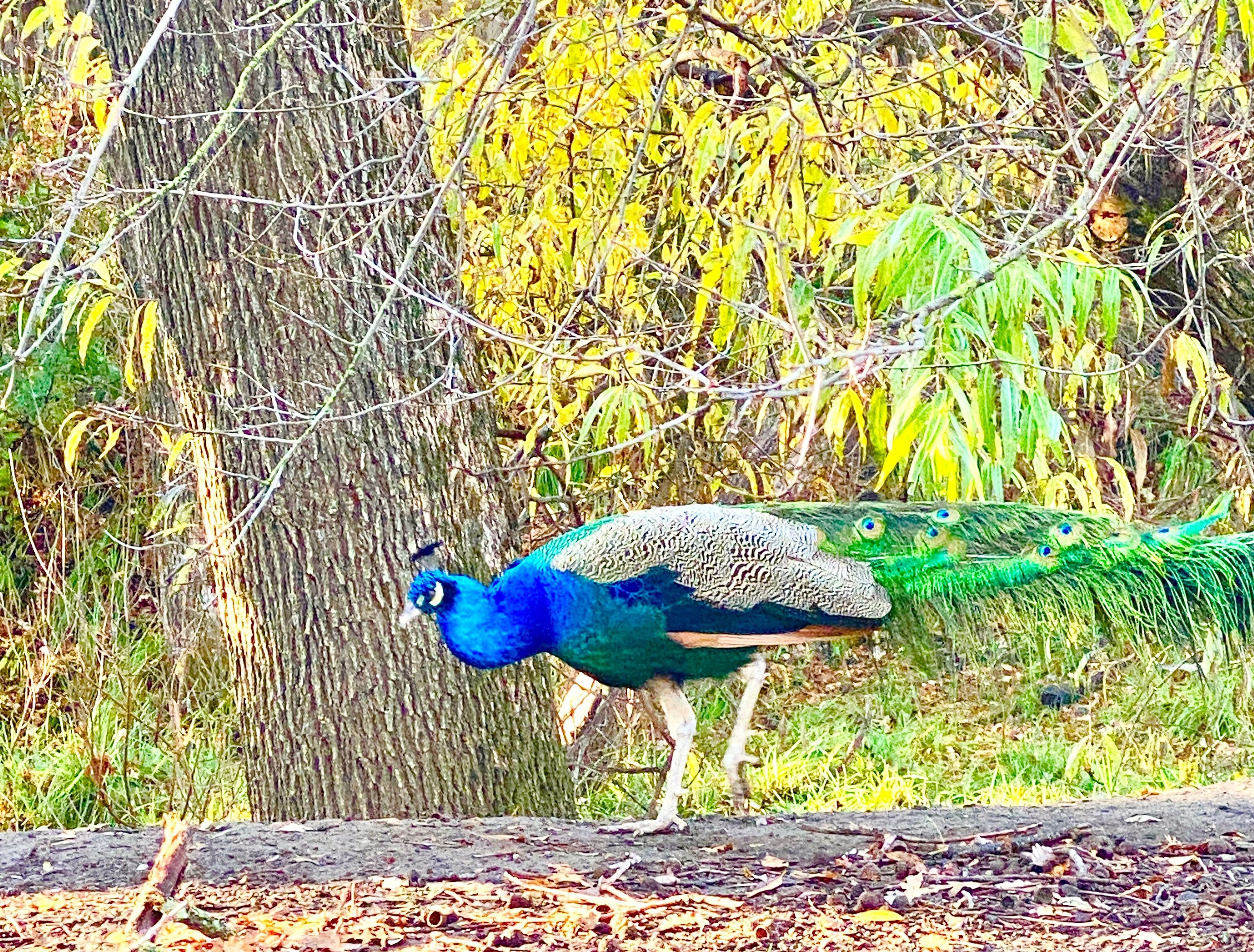 Peafowl from Dunnell Nature Center in Fairfield, CA