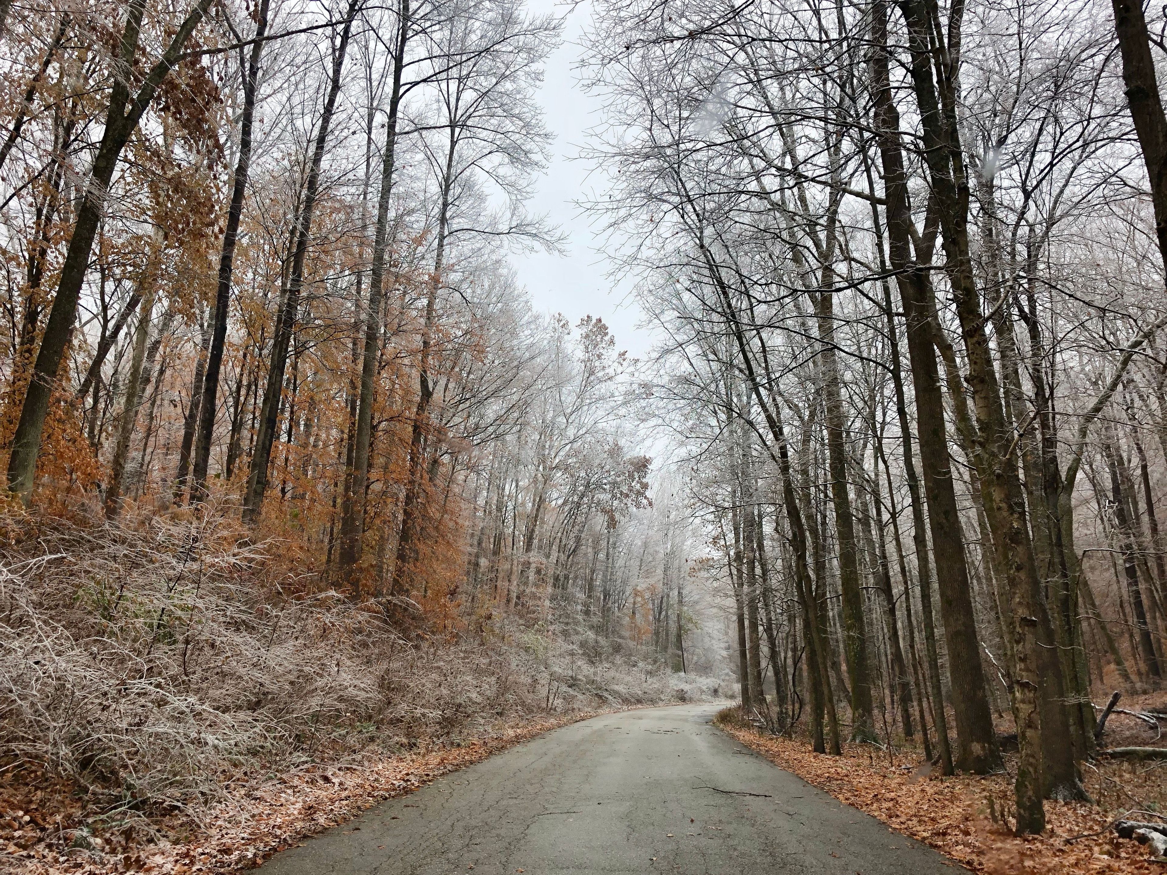 Photo taken during winter season of paved trail through wooded area with frost on the branches. 