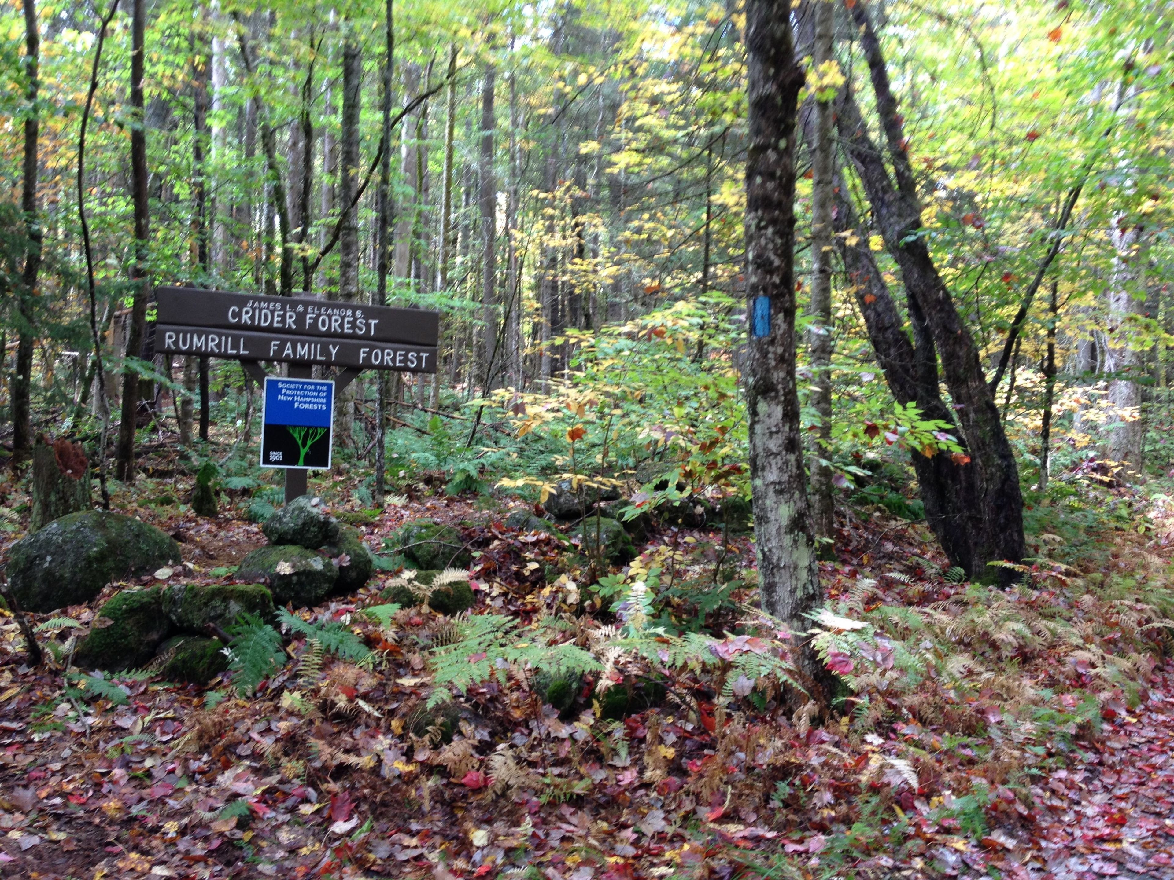 The property sign at Crider Forest and Rumrill Family Forest in the woods.