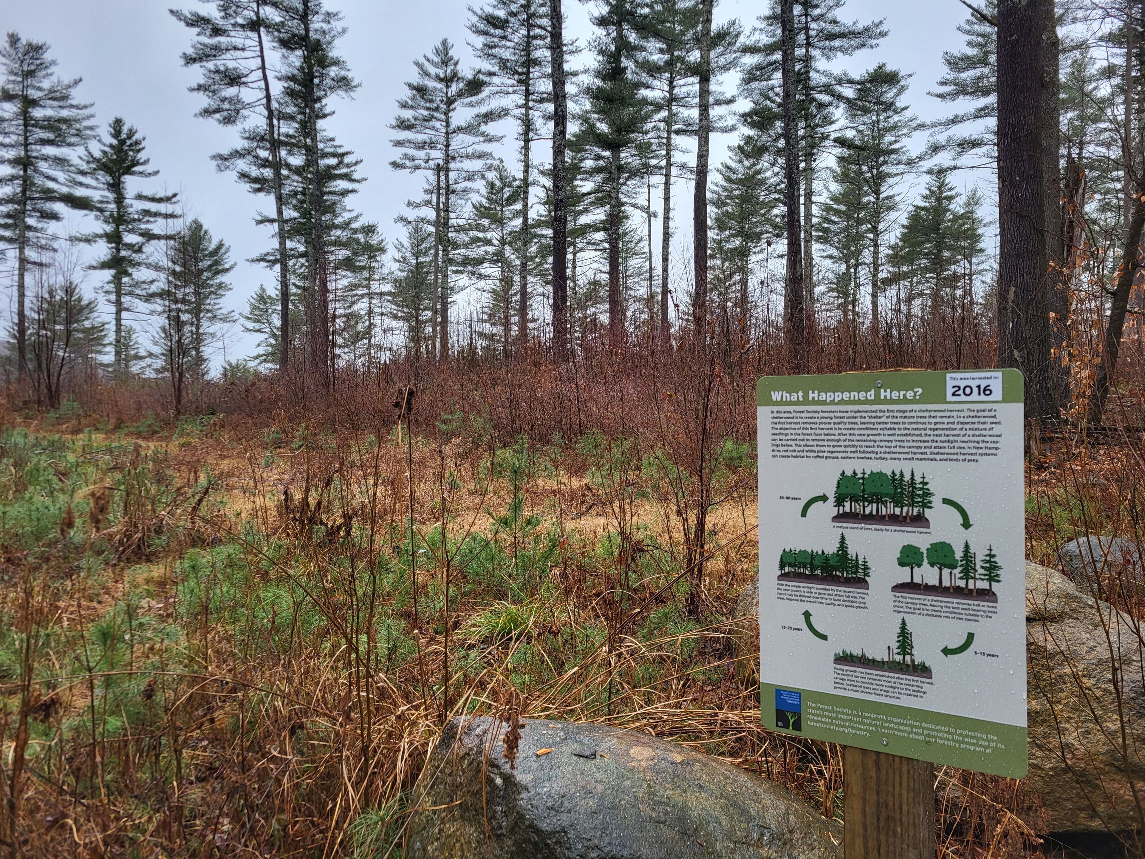 A sign illustrating "what happened here?" explaining the timber harvest.