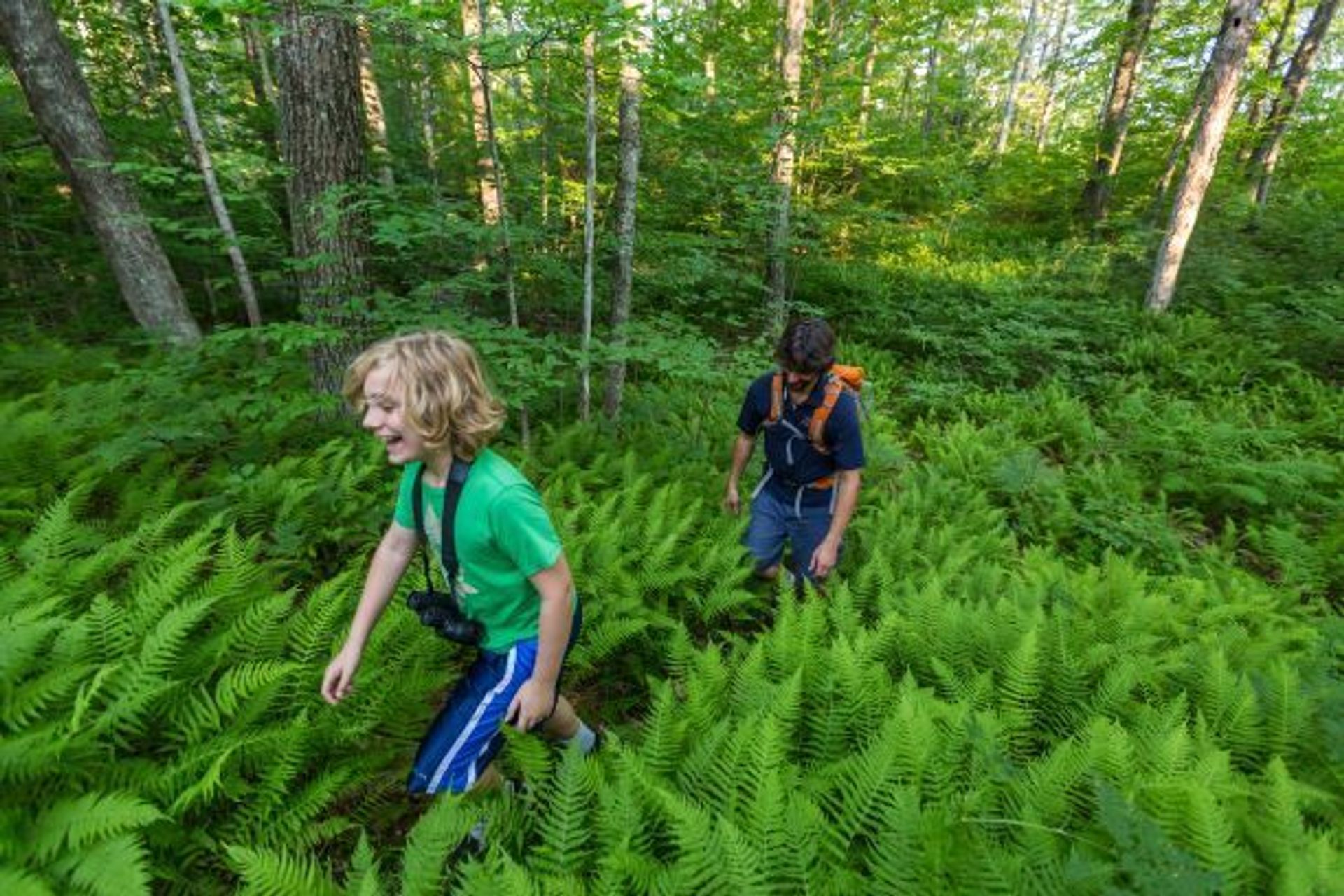 A father and son hiking through a field of ferns.