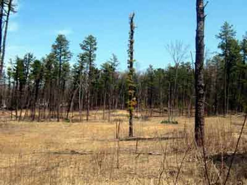 Pine barrens landscape.