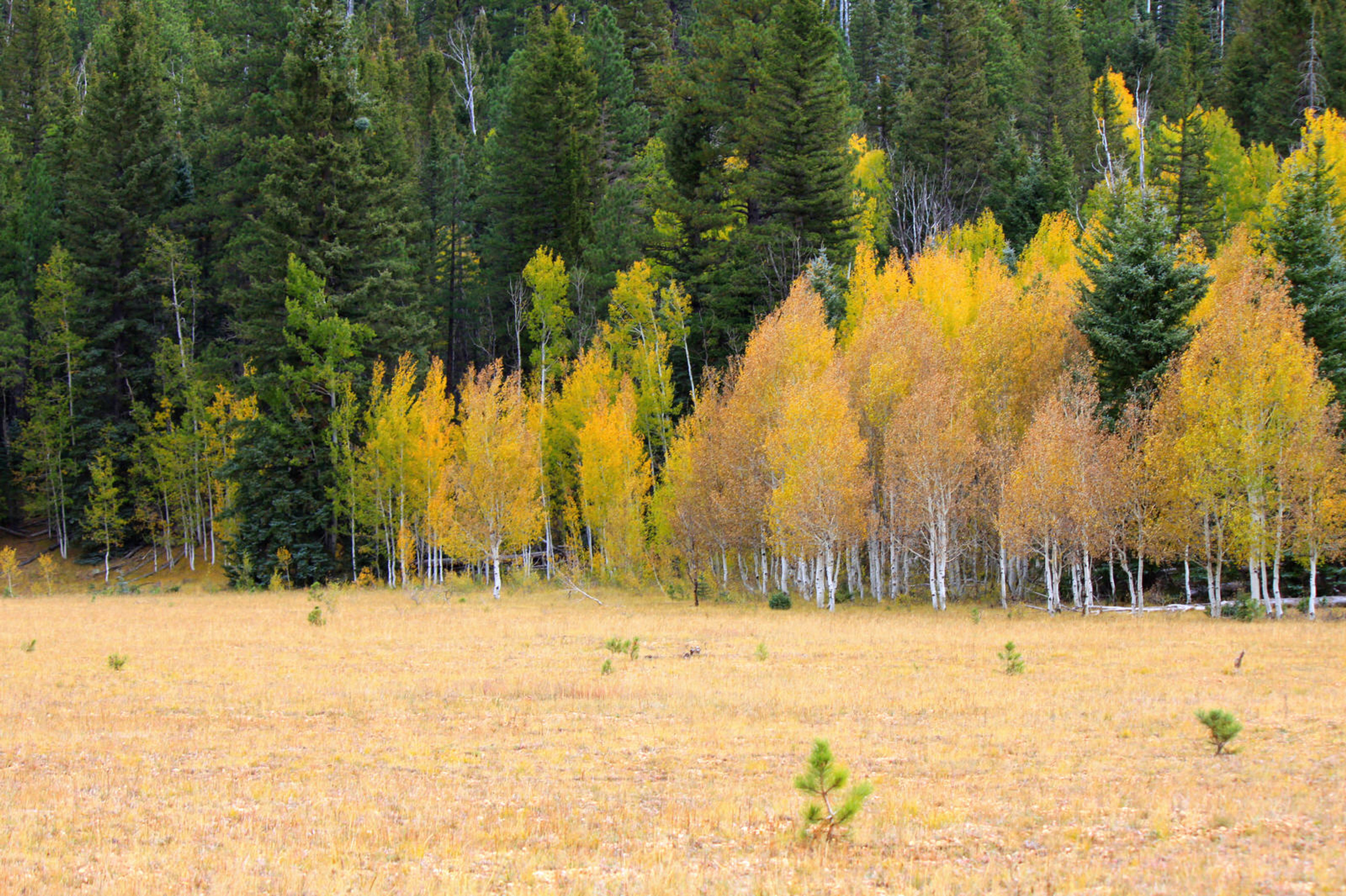 Fall colors on the Kaibab National Forest. Photo by U.S. Forest Service, Southwest.