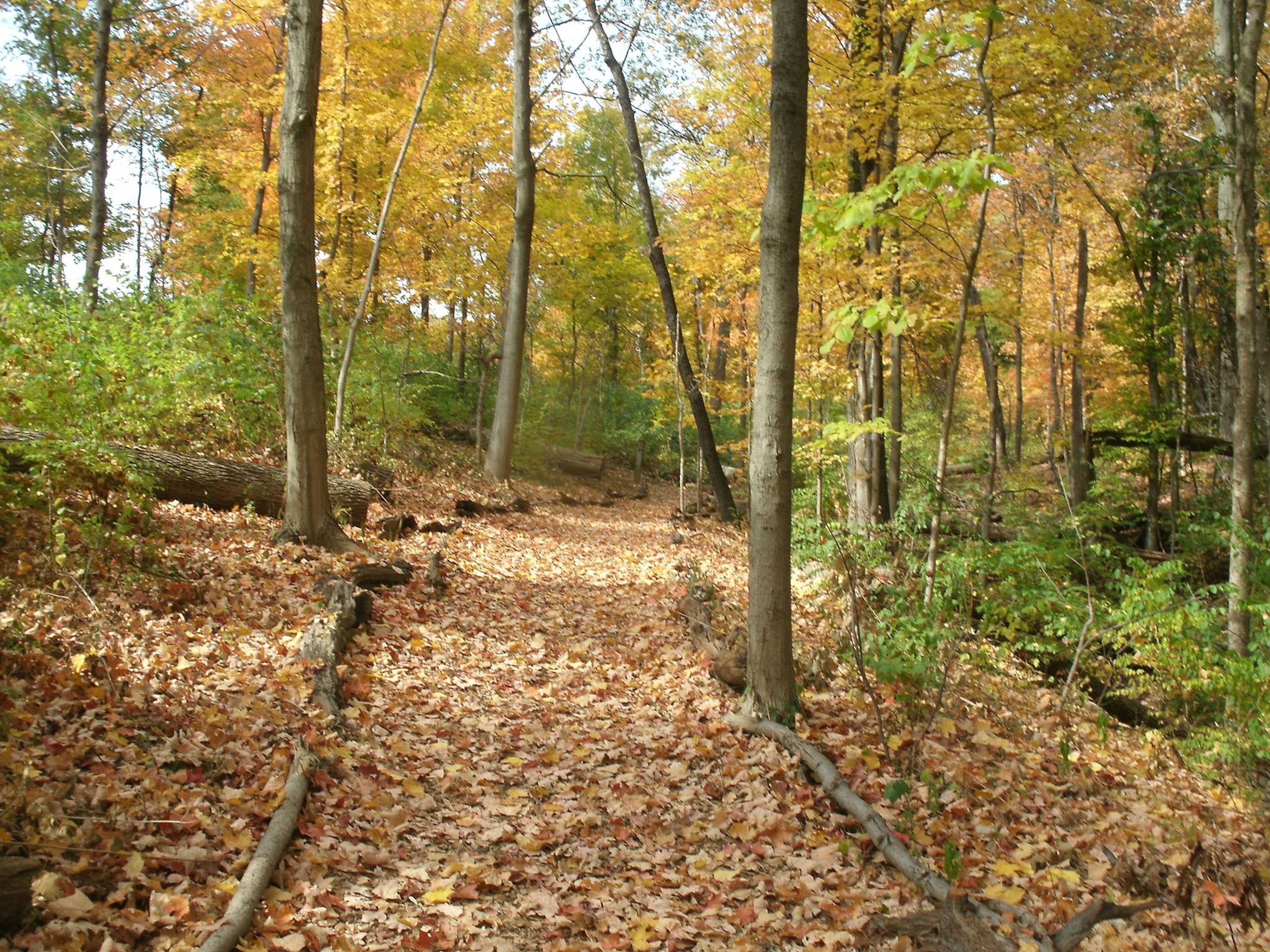 Fall foliage at the Caldwell Nature Preserve. Photo by Caldwell Nature Preserve.