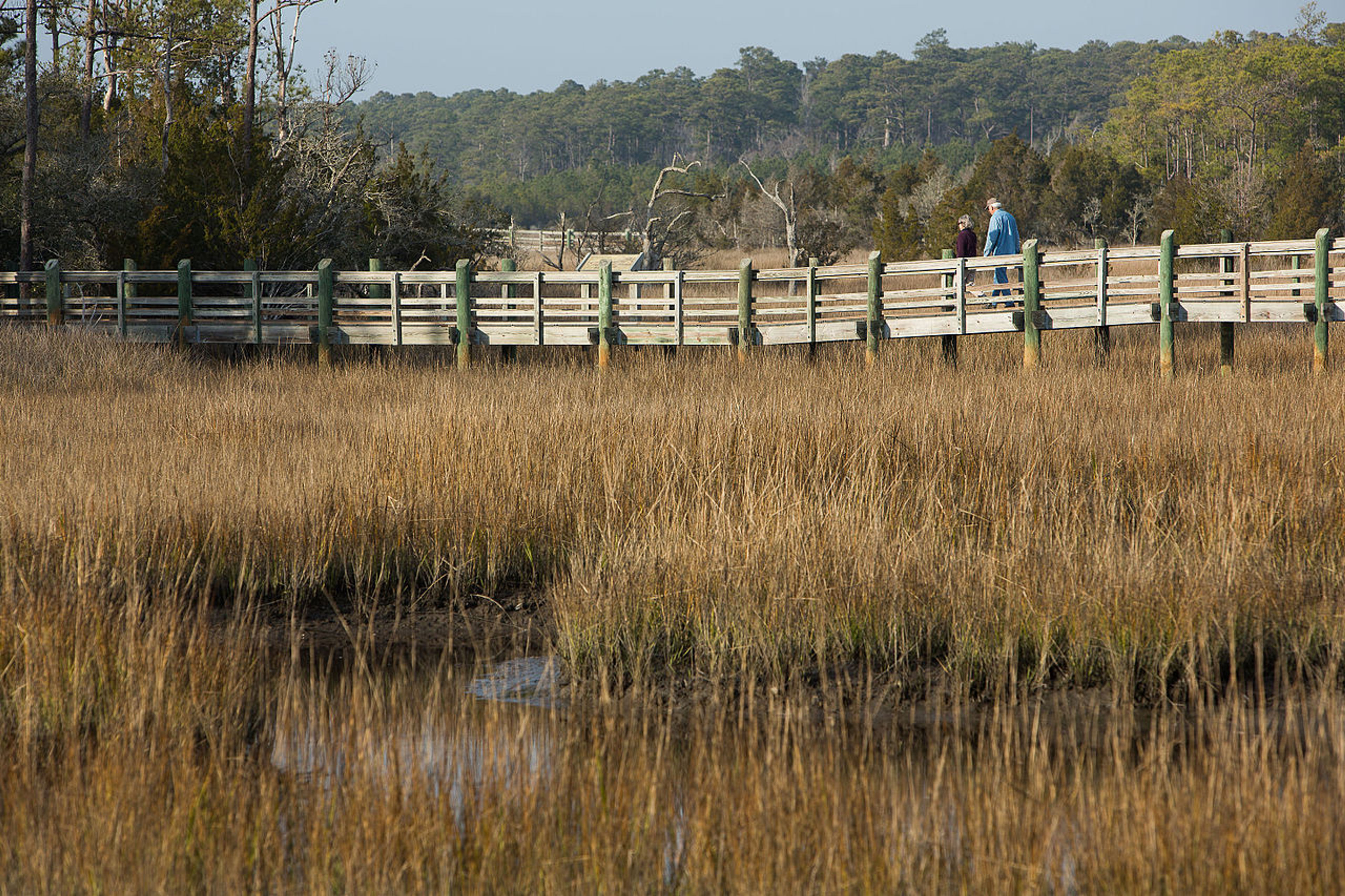 Tideland Trail at Cedar Point Recreation Area in the Croatan National Forest, North Carolina. Photo by USFS.